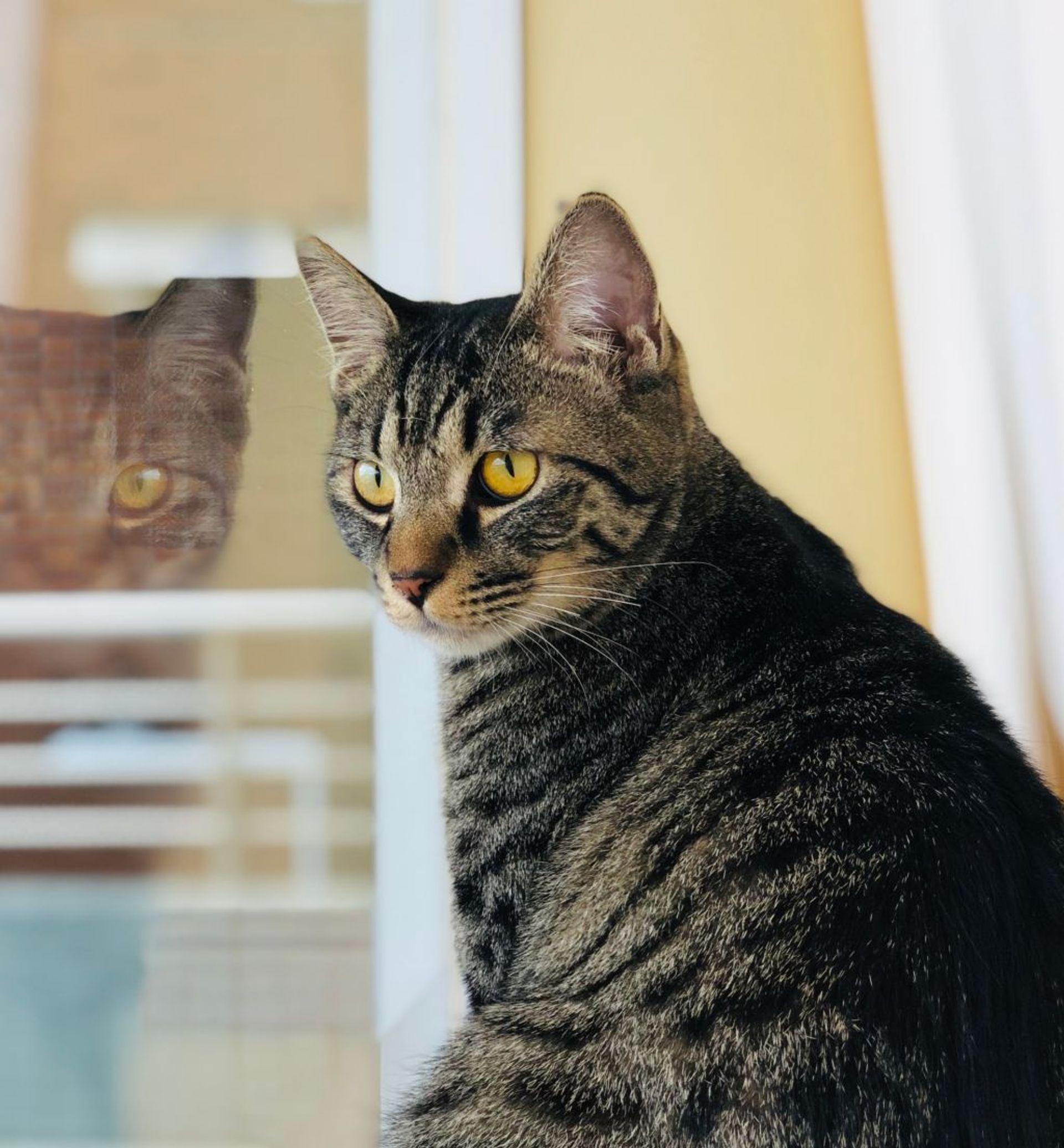 雑種（ミックス猫）・オスの里親募集の写真
