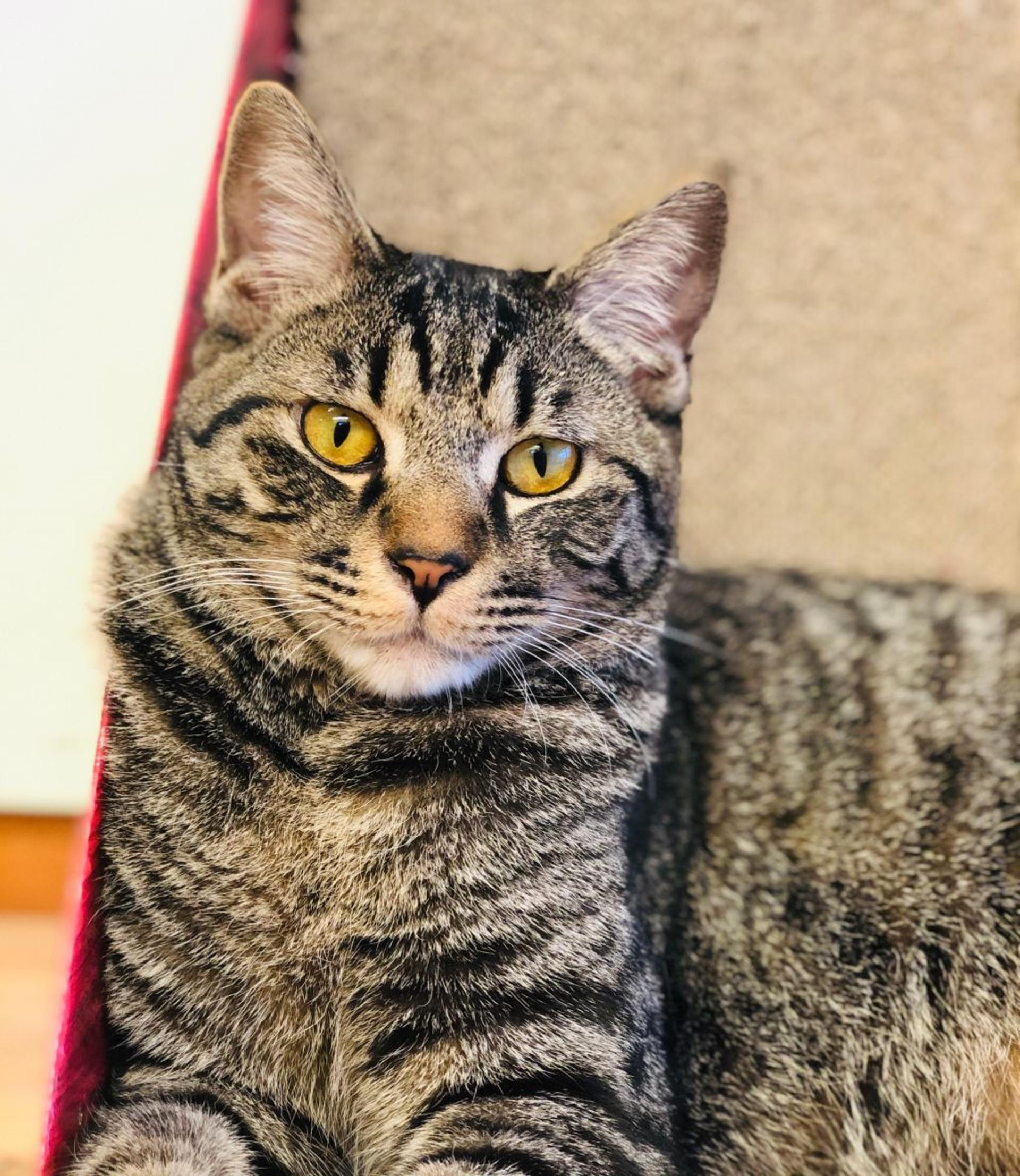 pet-image-3