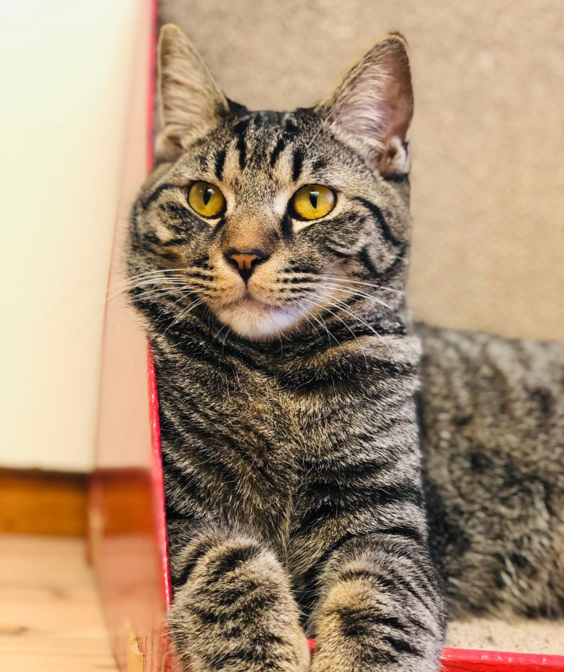 pet-image-4