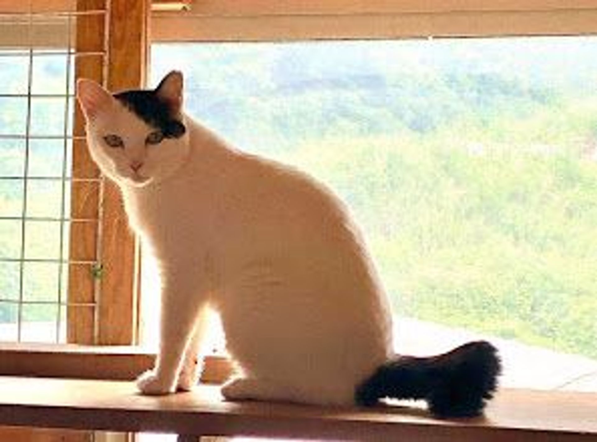 雑種（ミックス猫）・メスの里親募集の写真