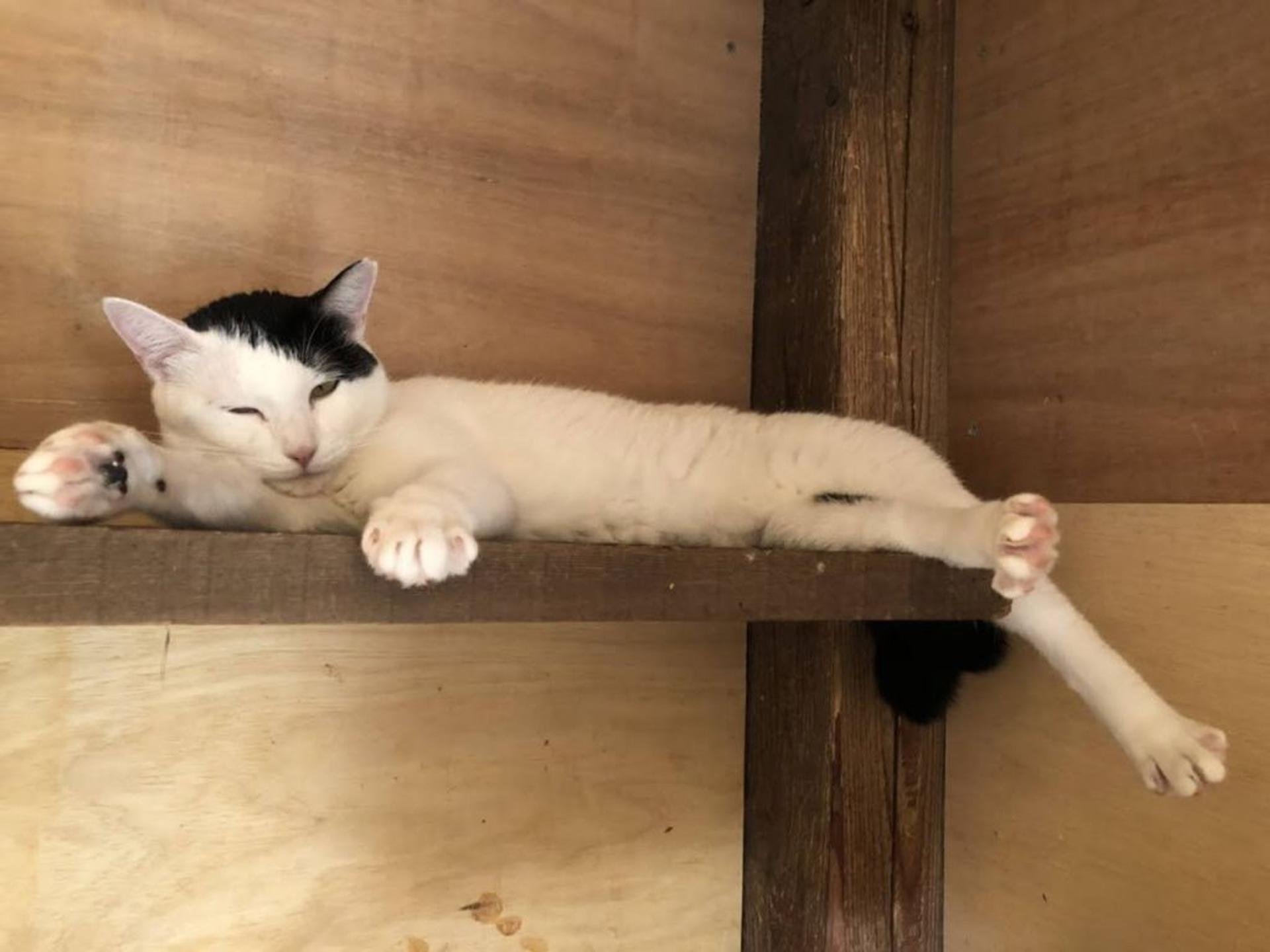 pet-image-9
