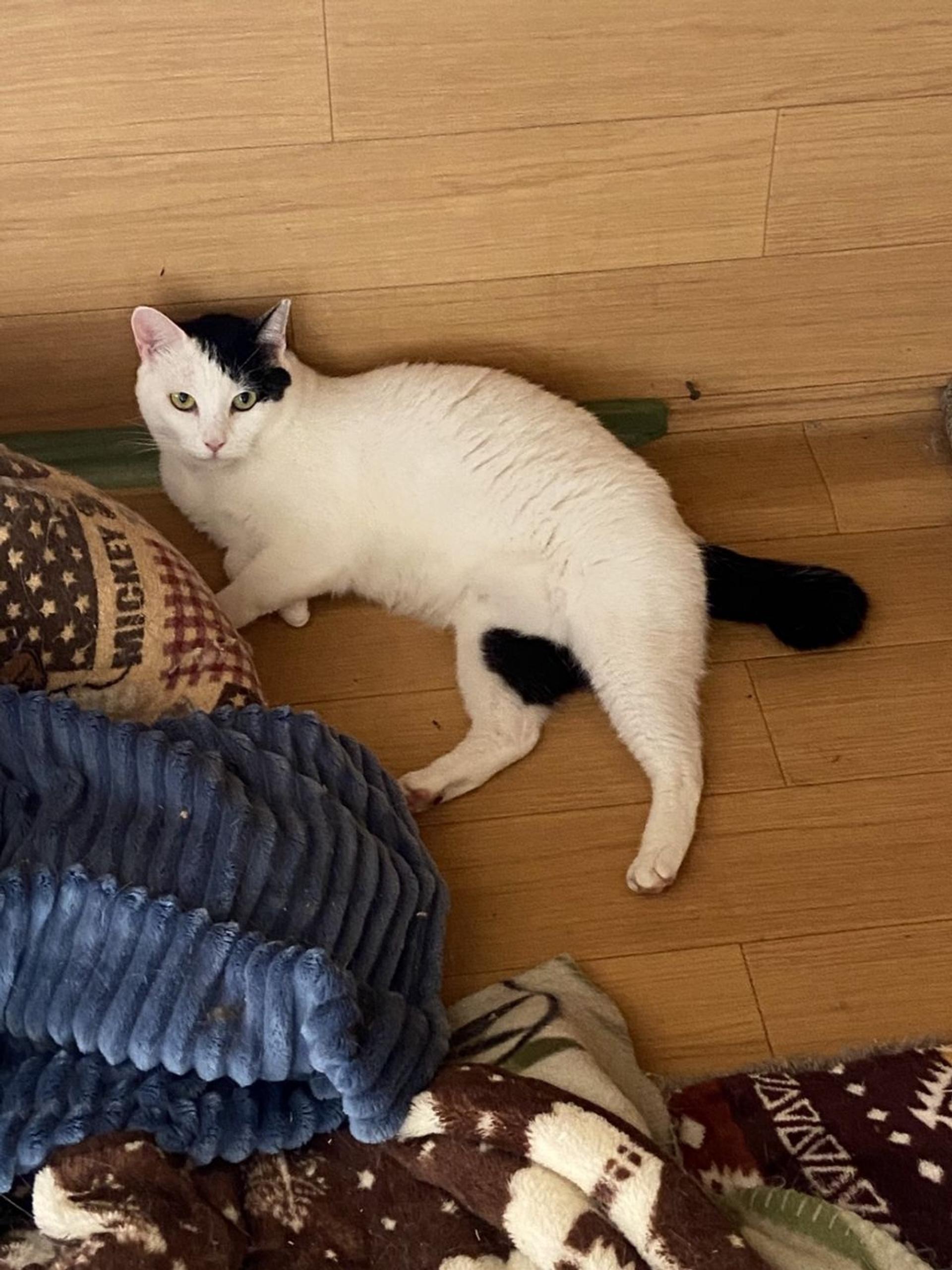 pet-image-4