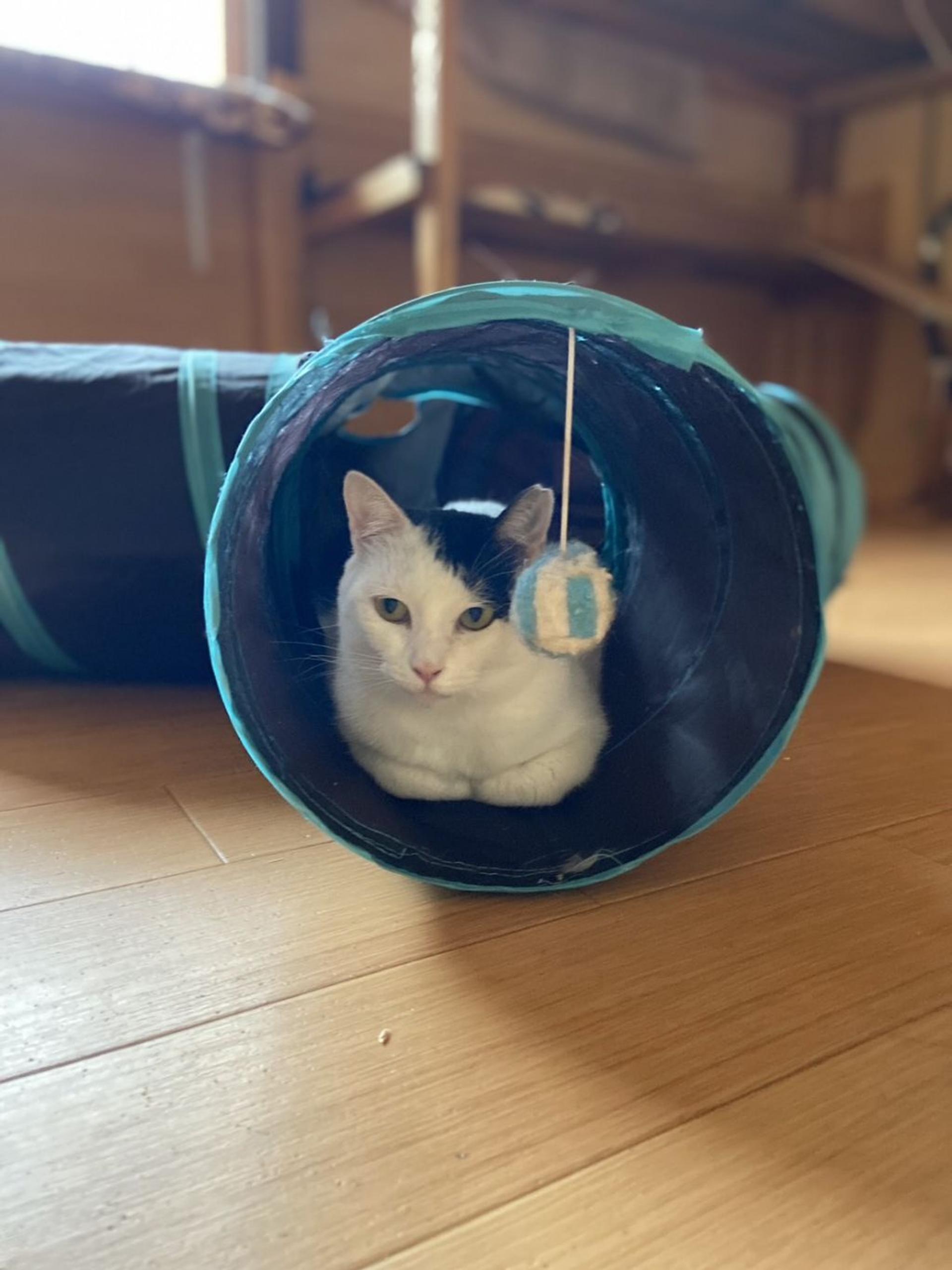 pet-image-7