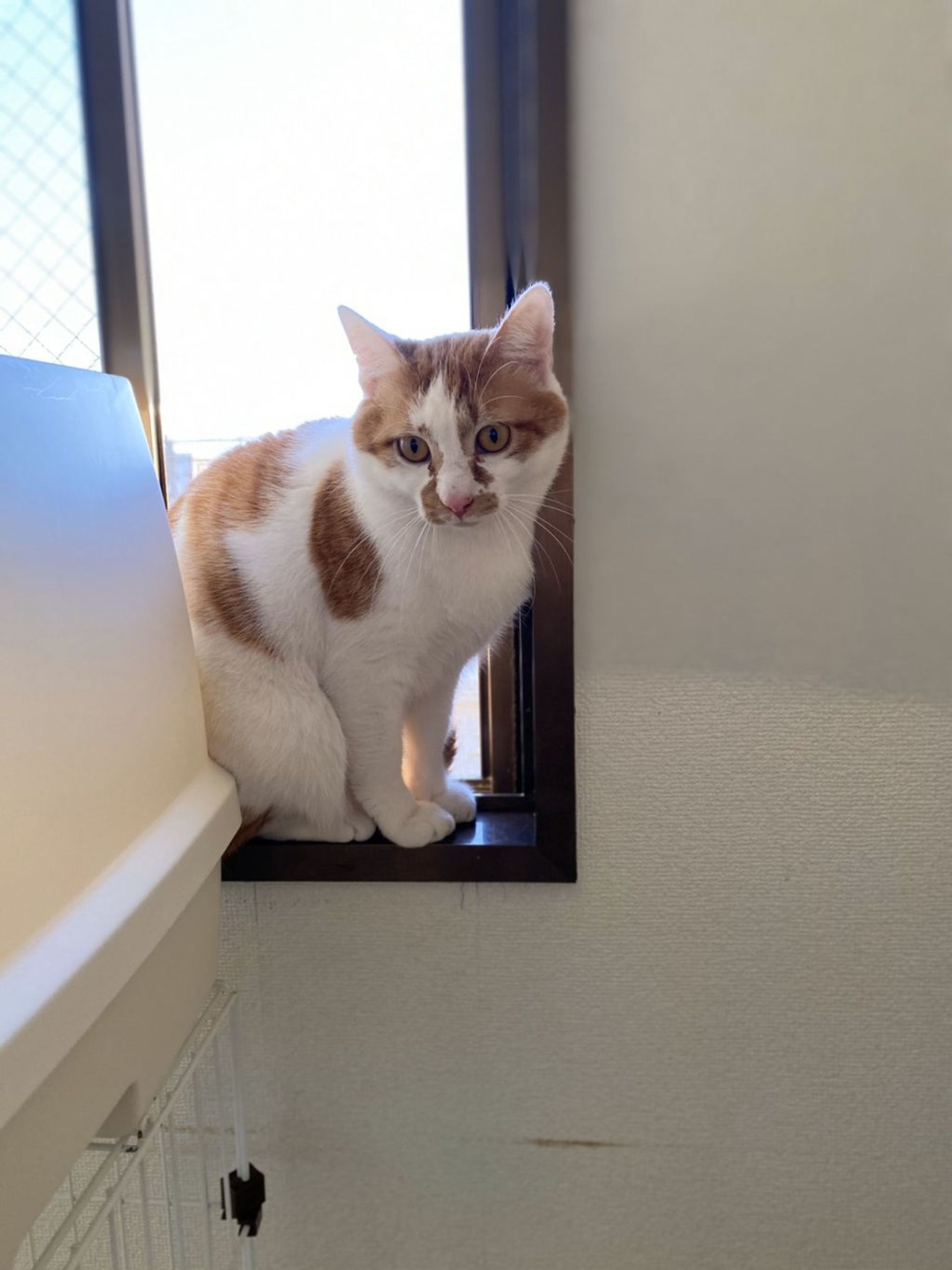 雑種（ミックス猫）・オスの里親募集の写真