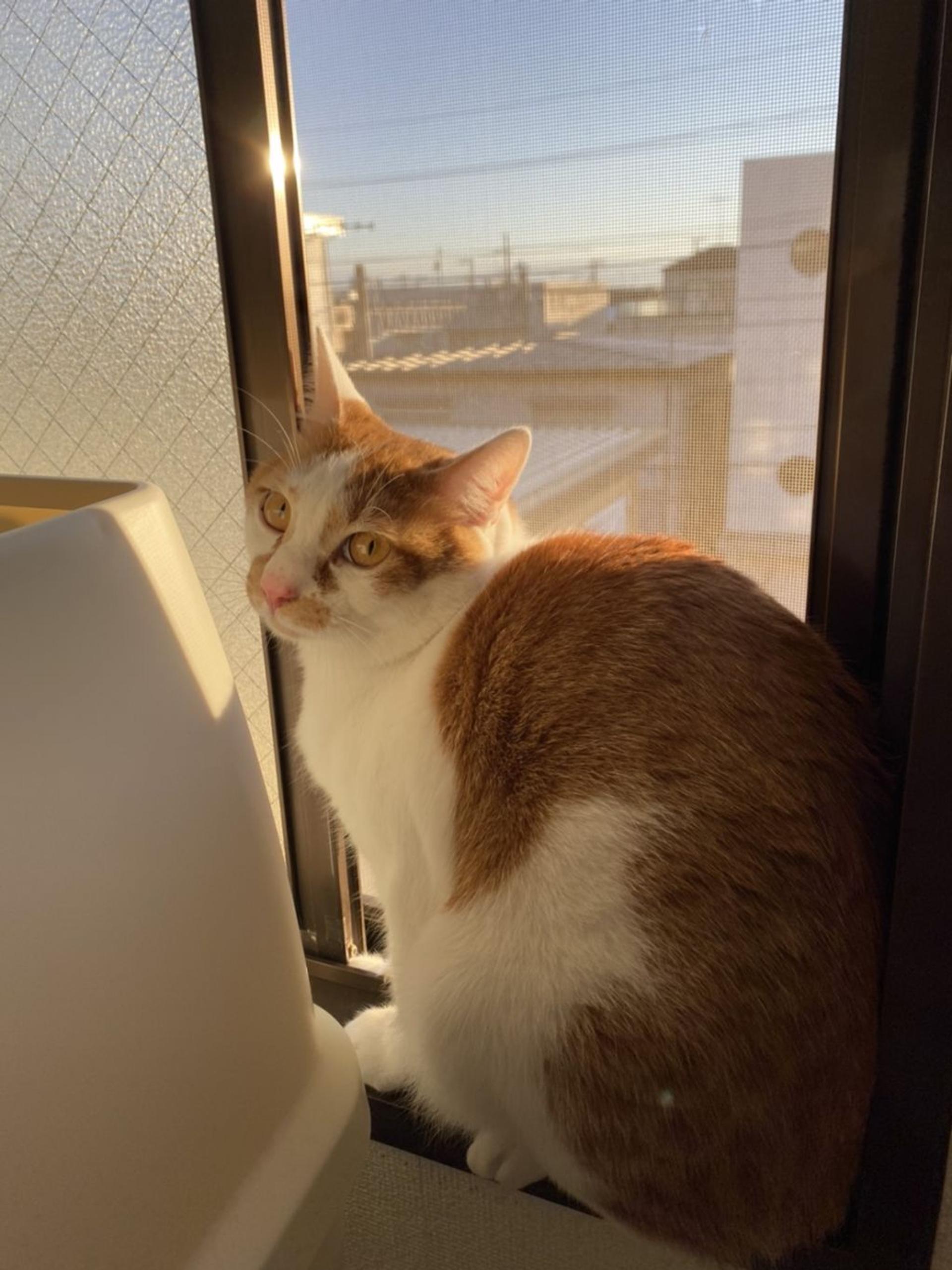 pet-image-9