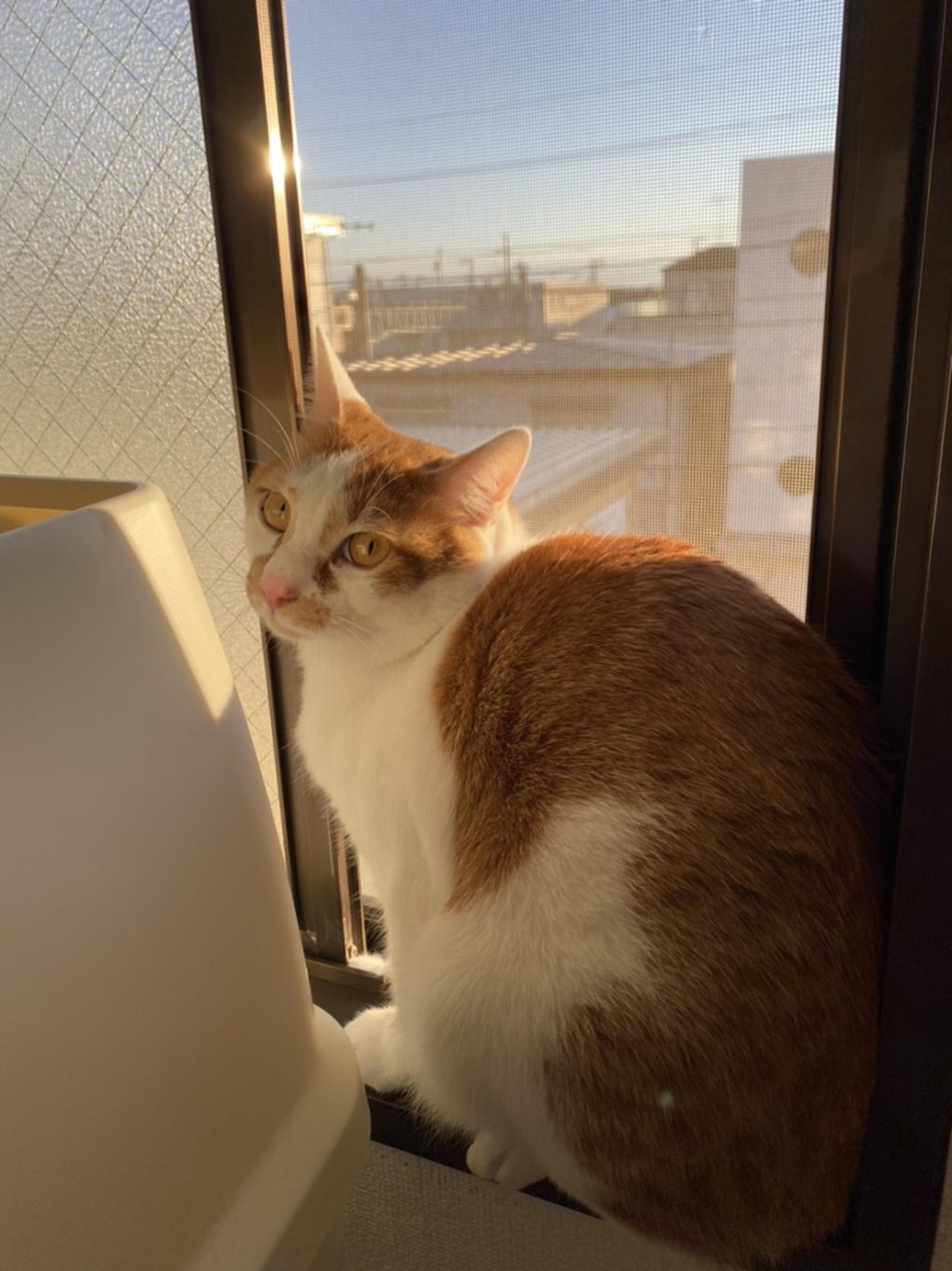 pet-image-9