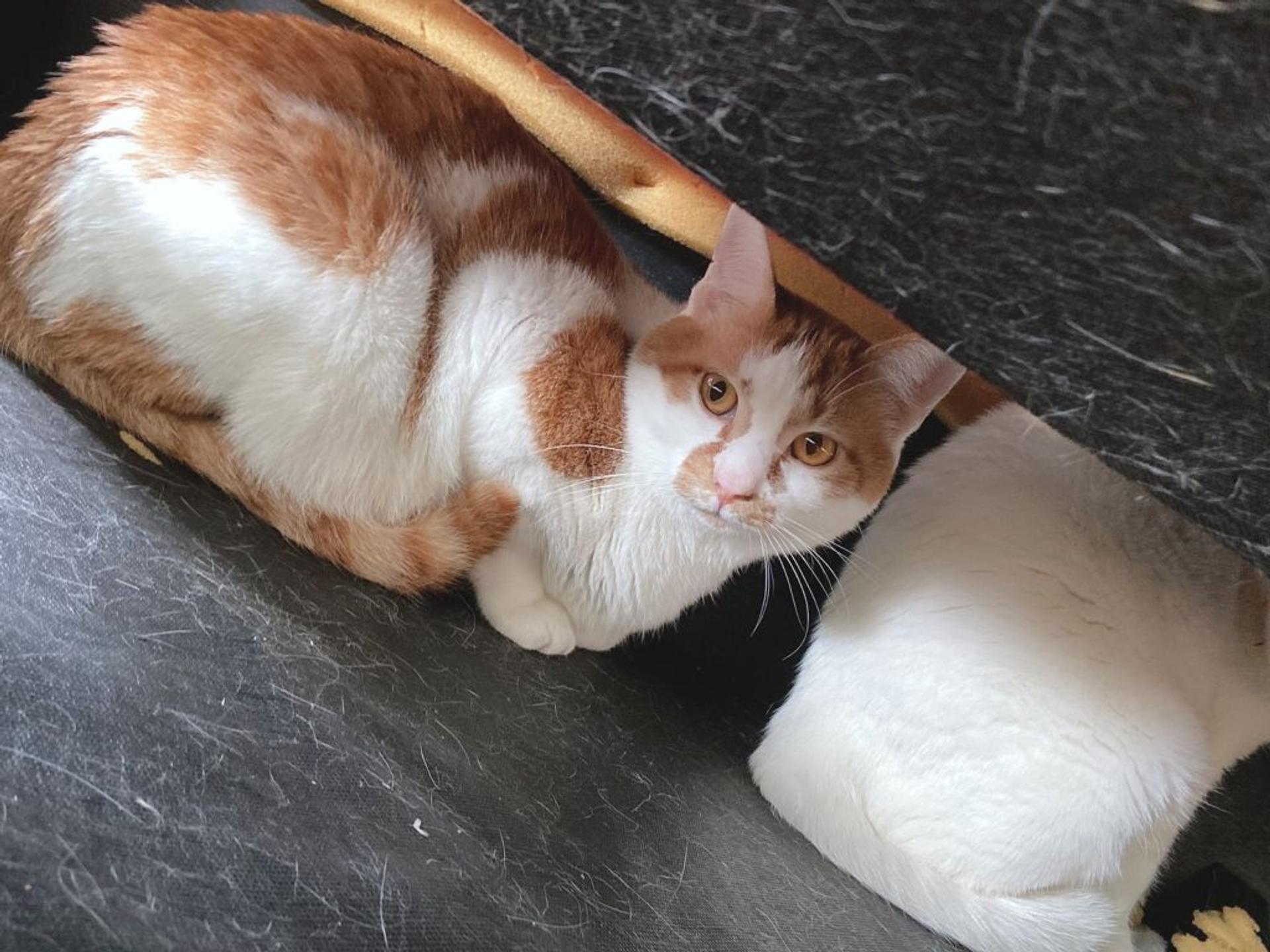 pet-image-2