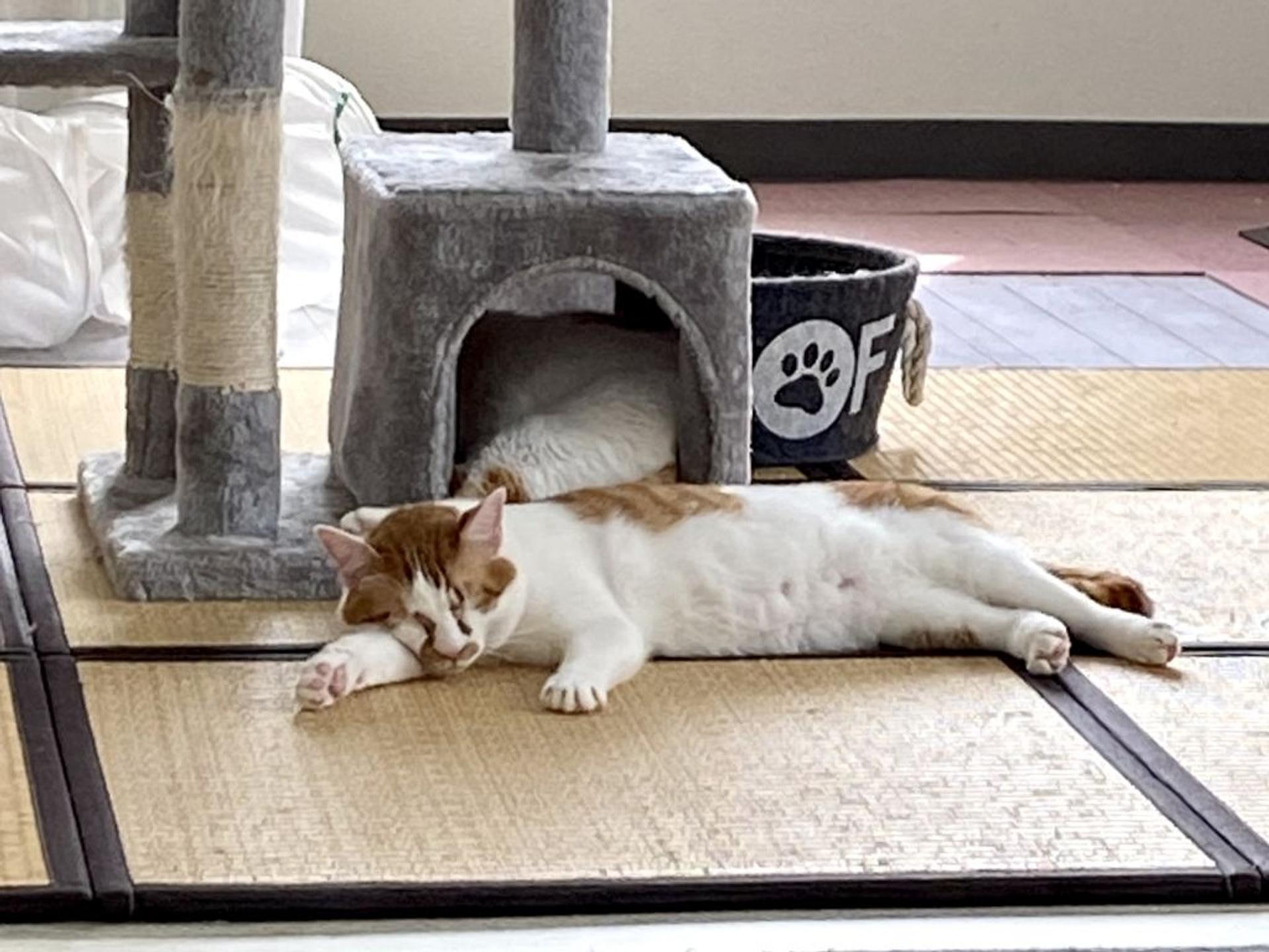 pet-image-3