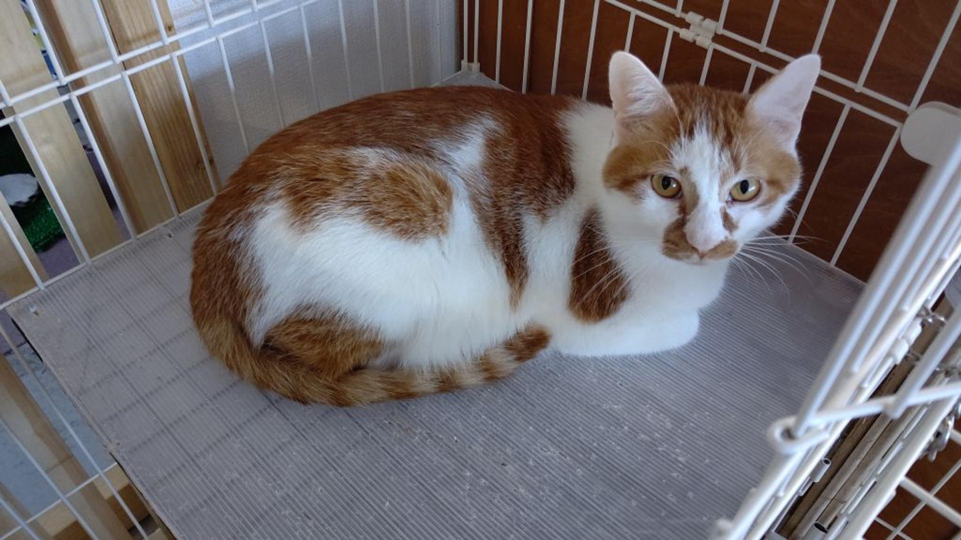 pet-image-4