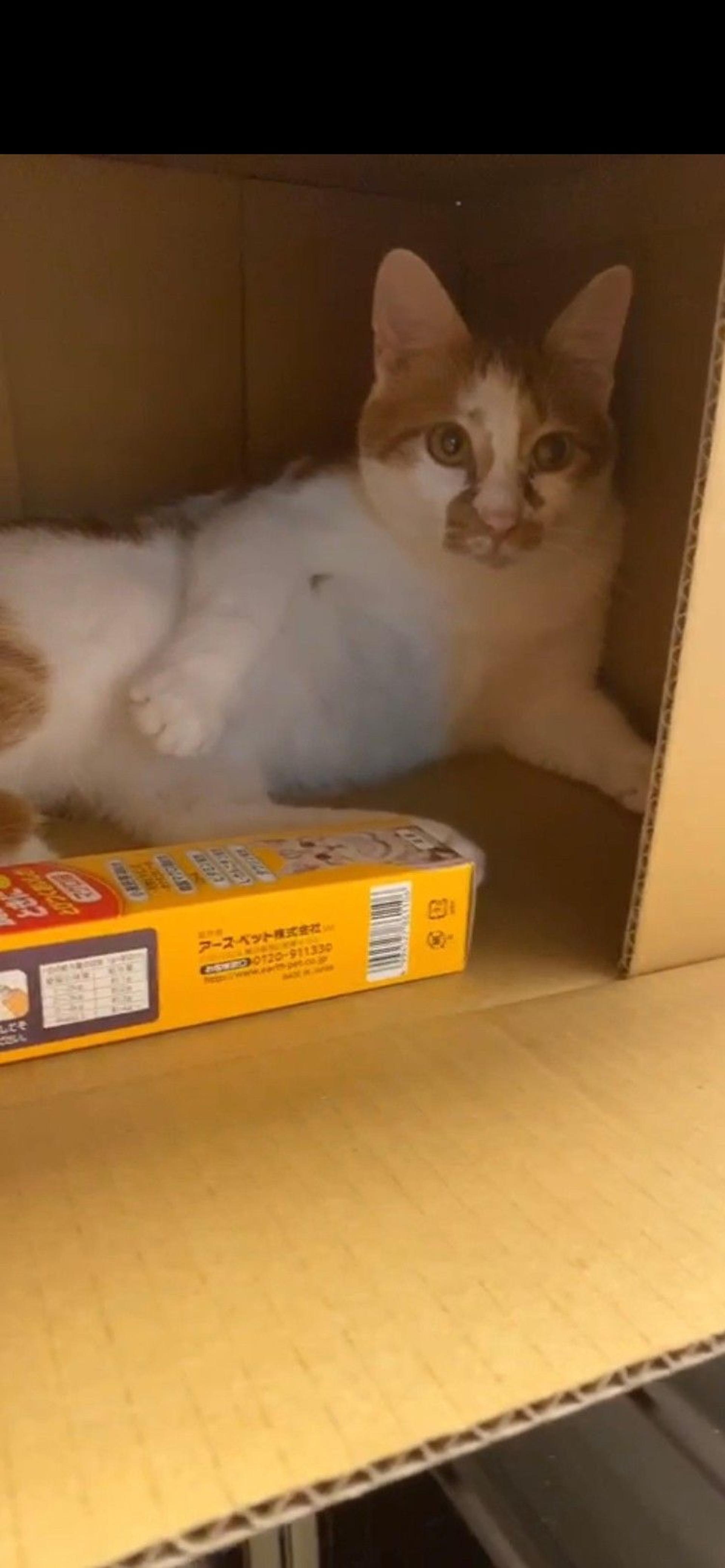 pet-image-10