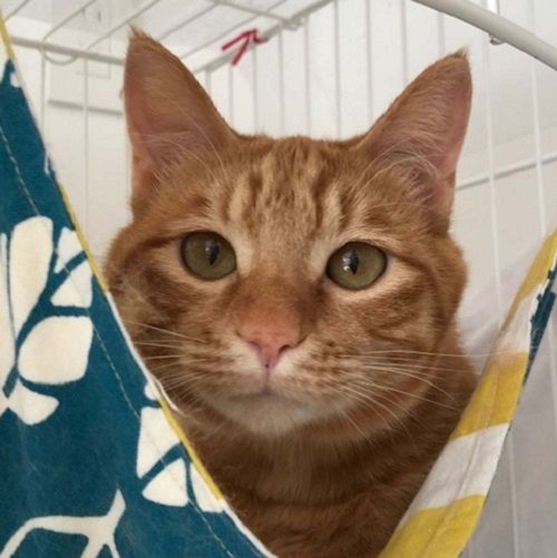 雑種（ミックス猫）・オスの里親募集の写真