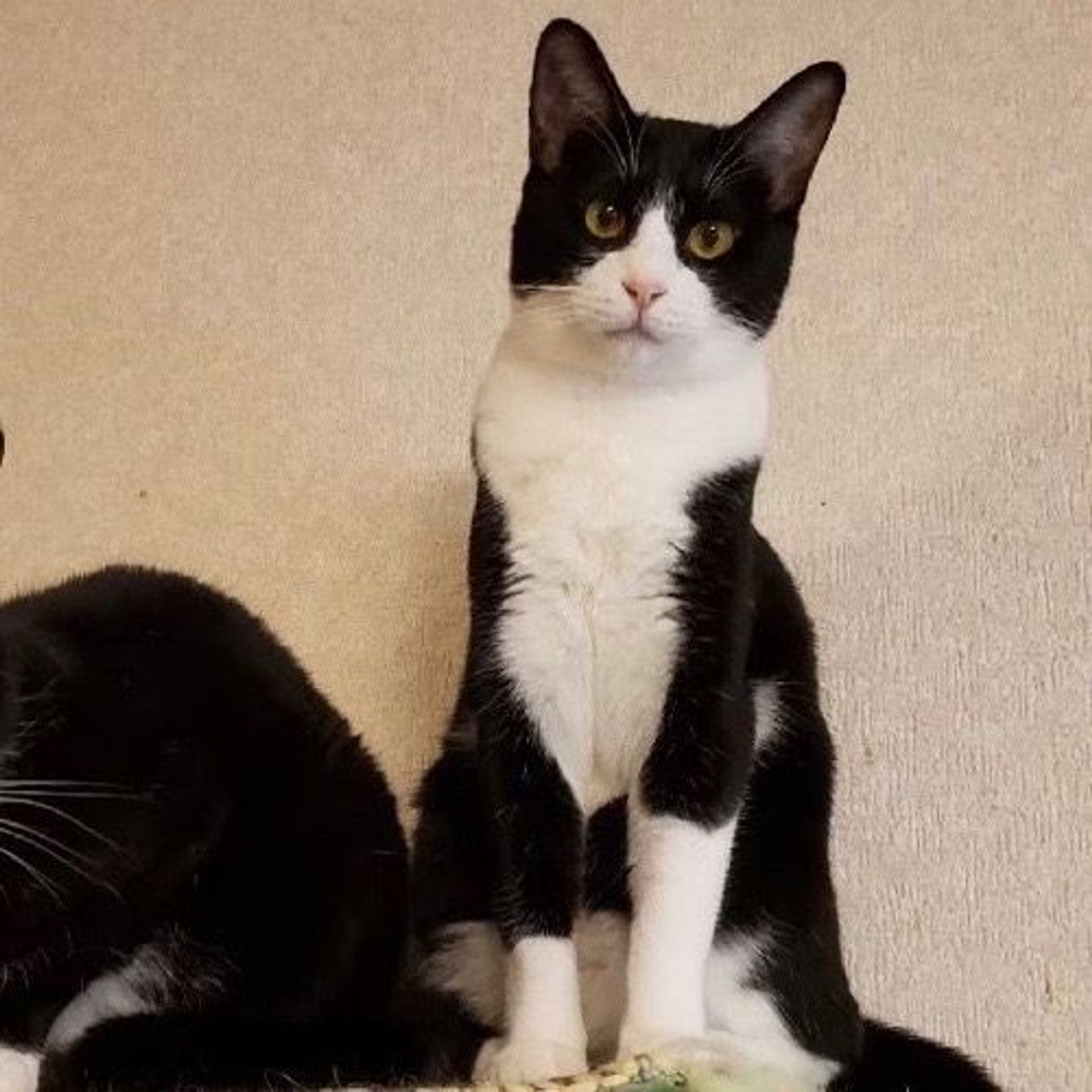 雑種（ミックス猫）・メスの里親募集の写真