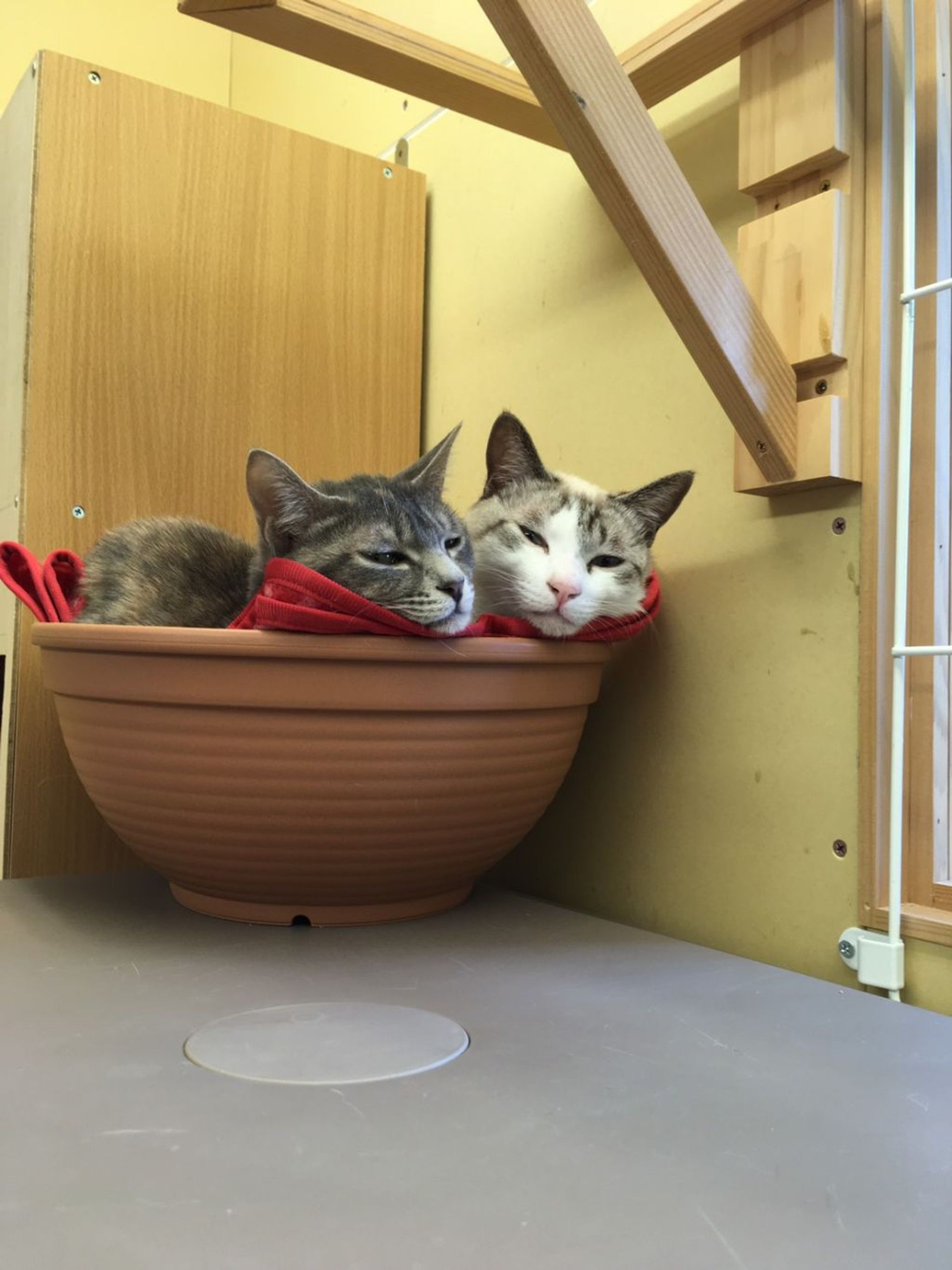 雑種（ミックス猫）・オスの里親募集の写真