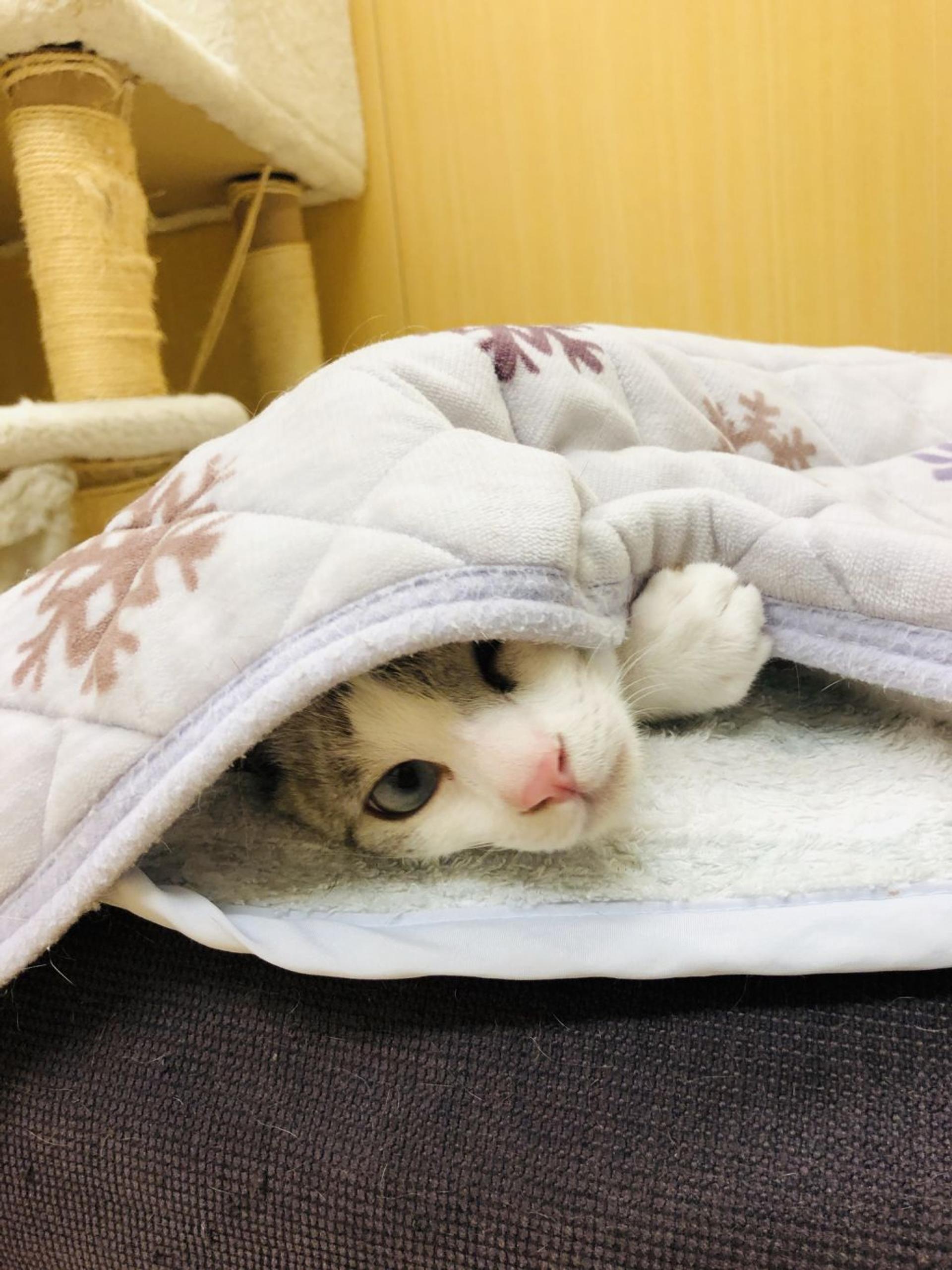pet-image-3