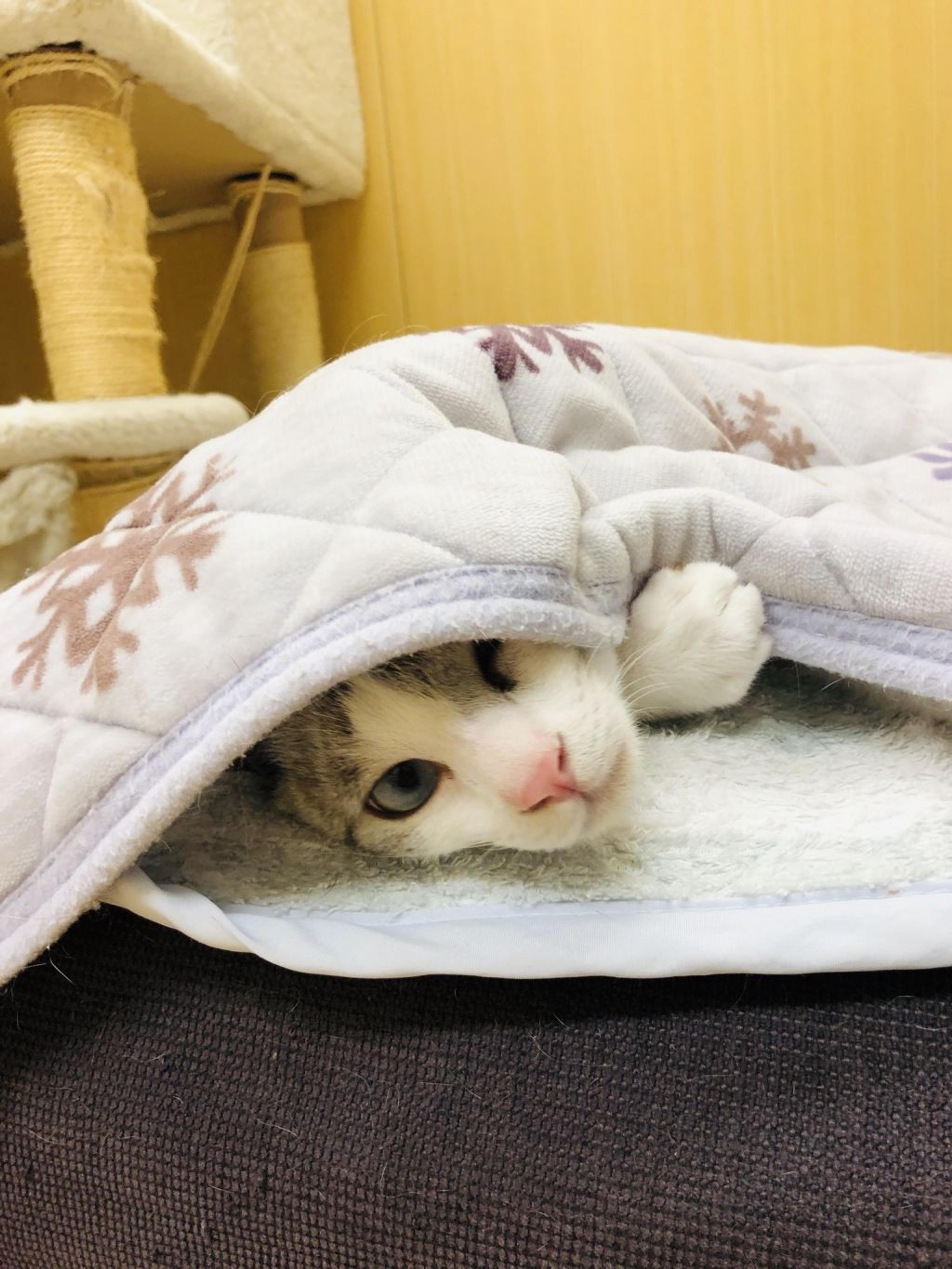 pet-image-3