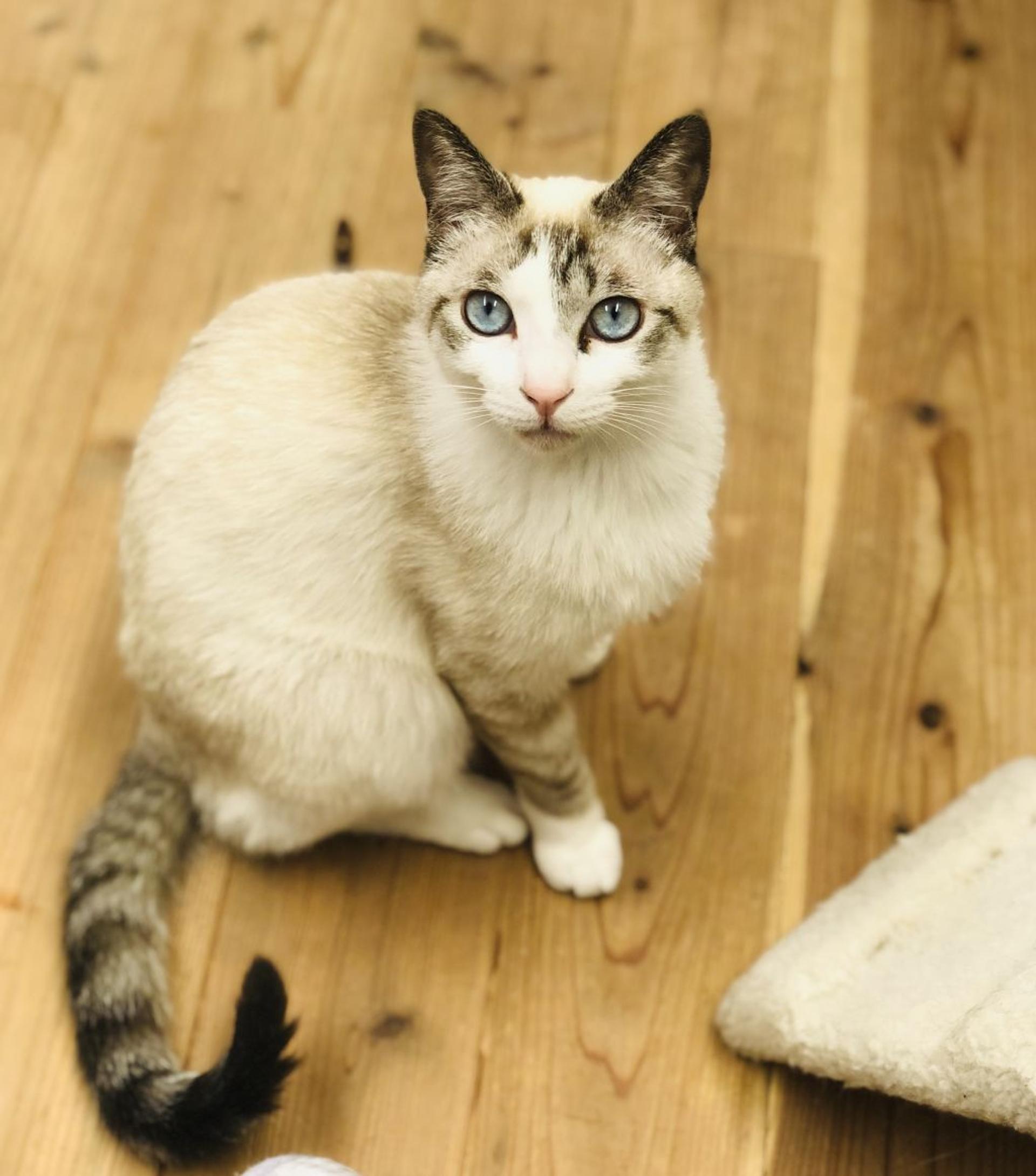 pet-image-5