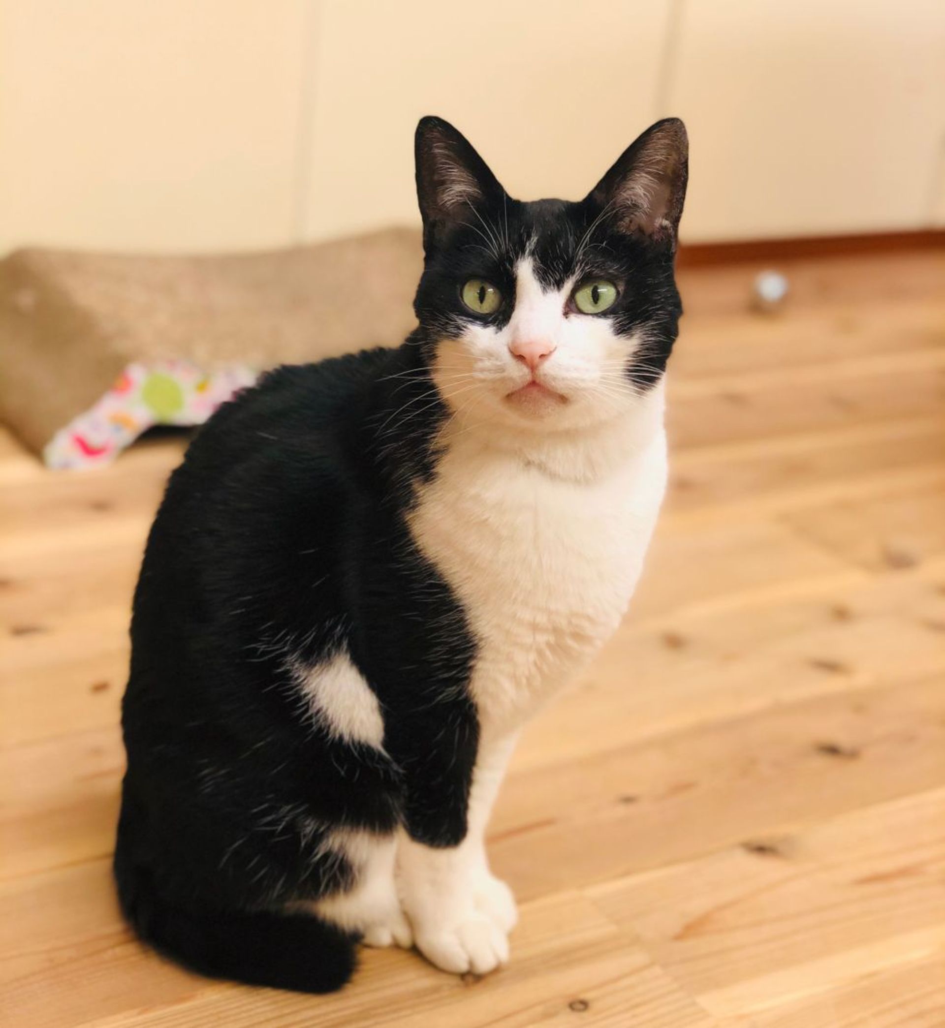 雑種（ミックス猫）・オスの里親募集の写真