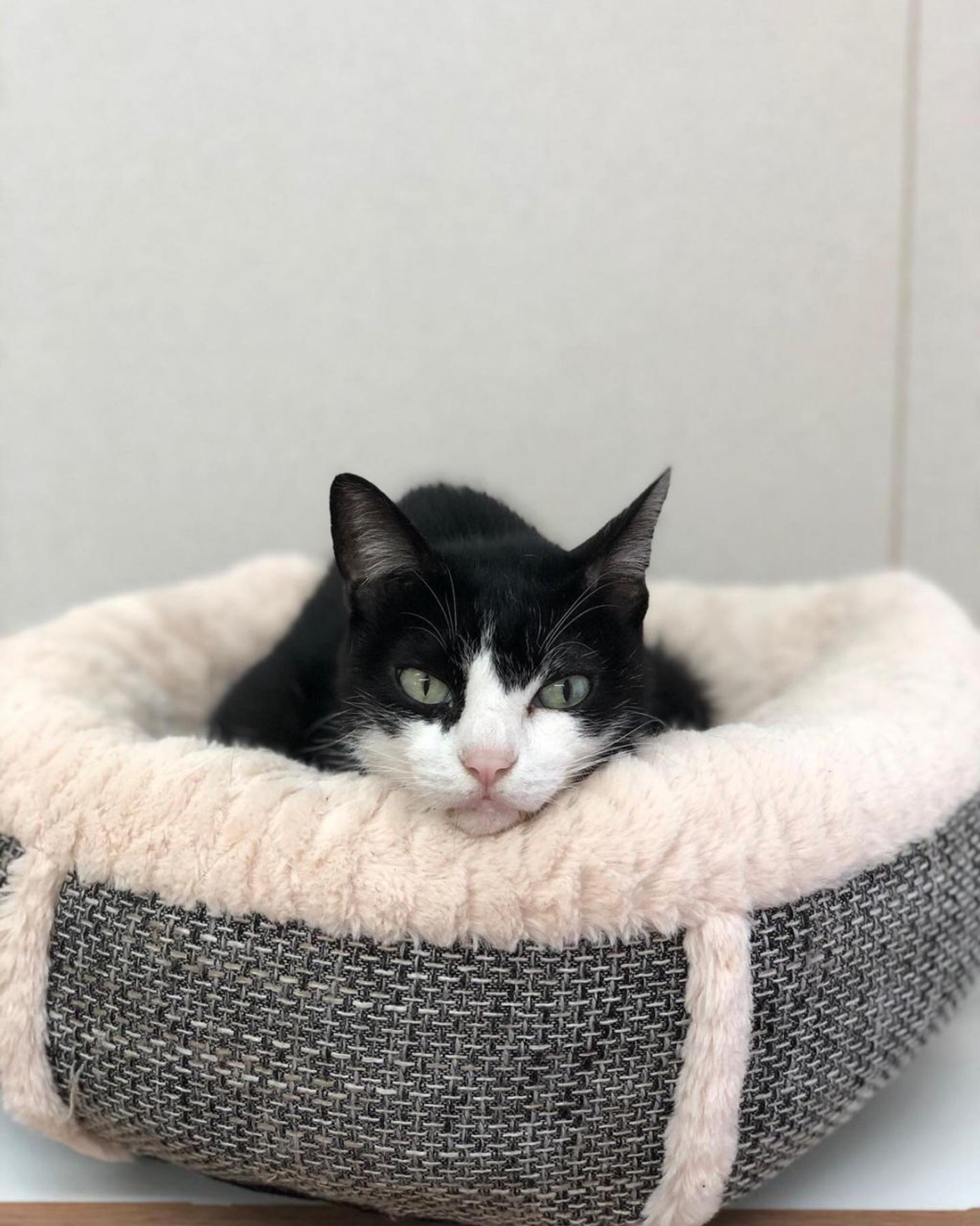 pet-image-2