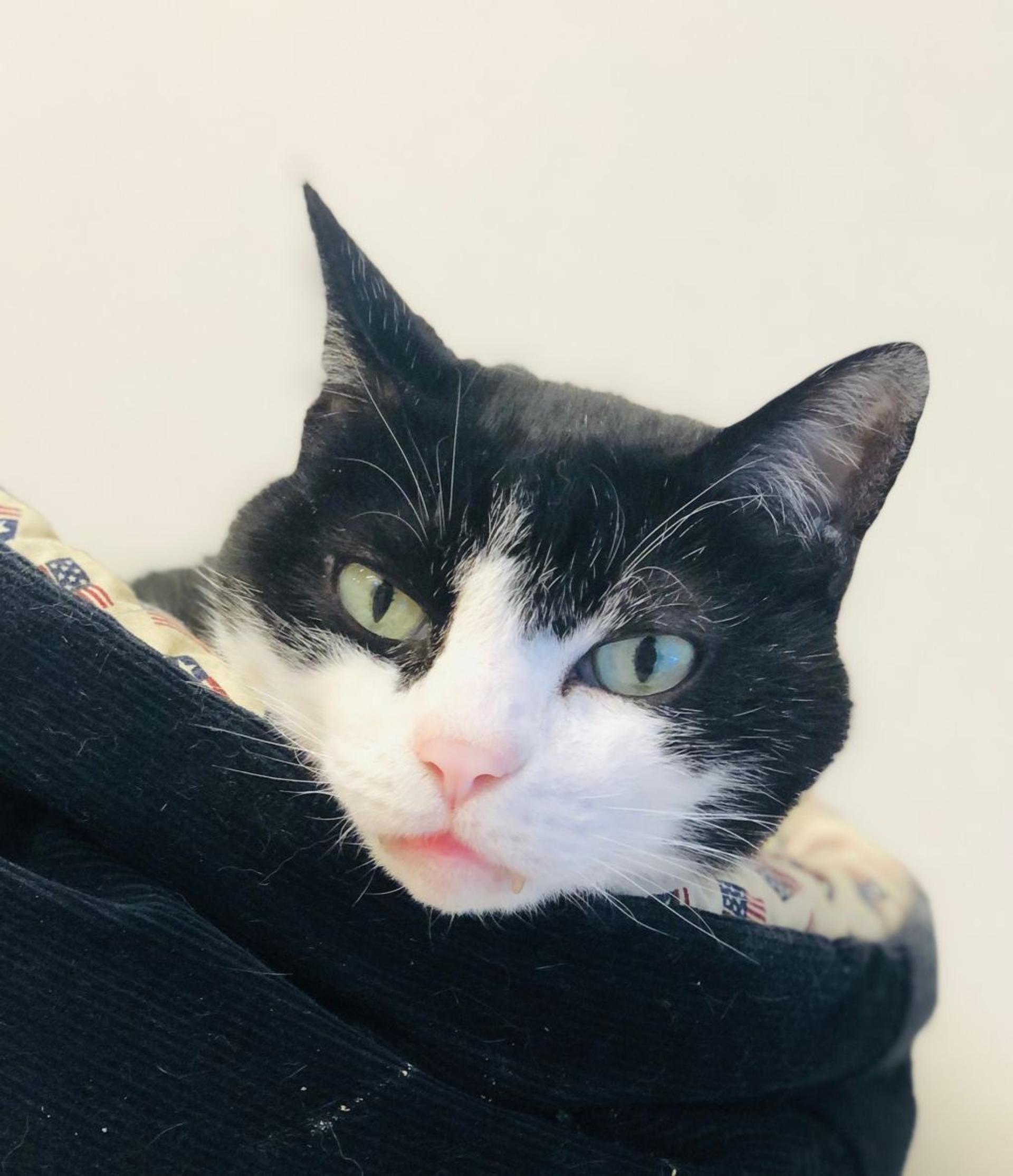 pet-image-3