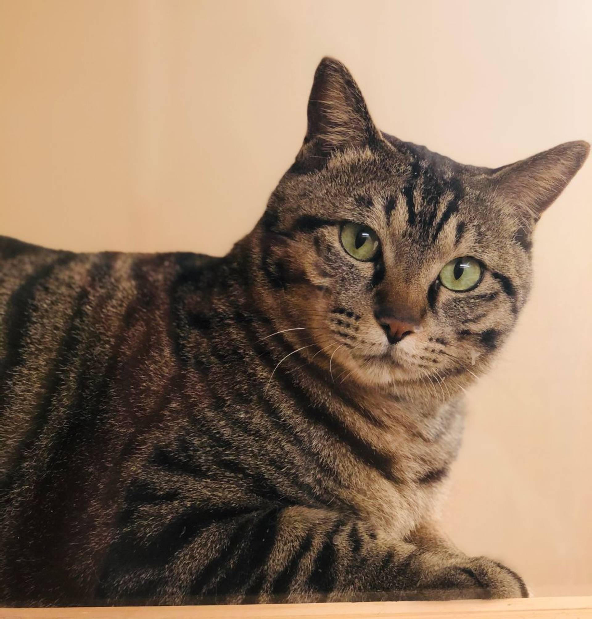 雑種（ミックス猫）・オスの里親募集の写真