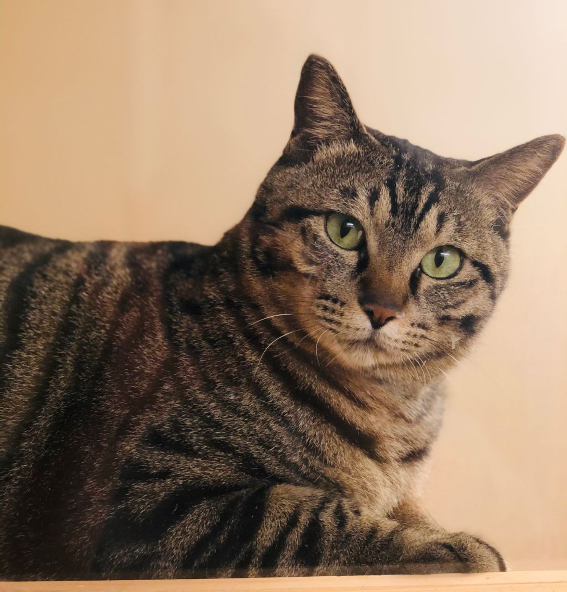 雑種（ミックス猫）・オスの里親募集の写真