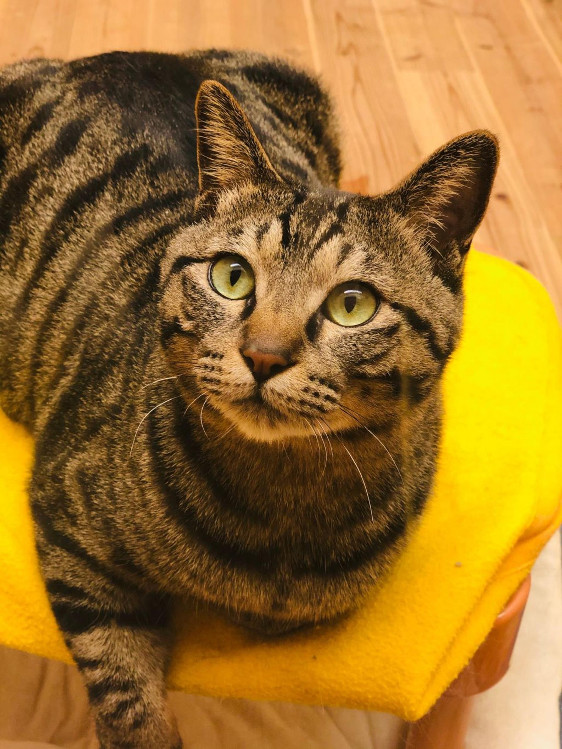 pet-image-3