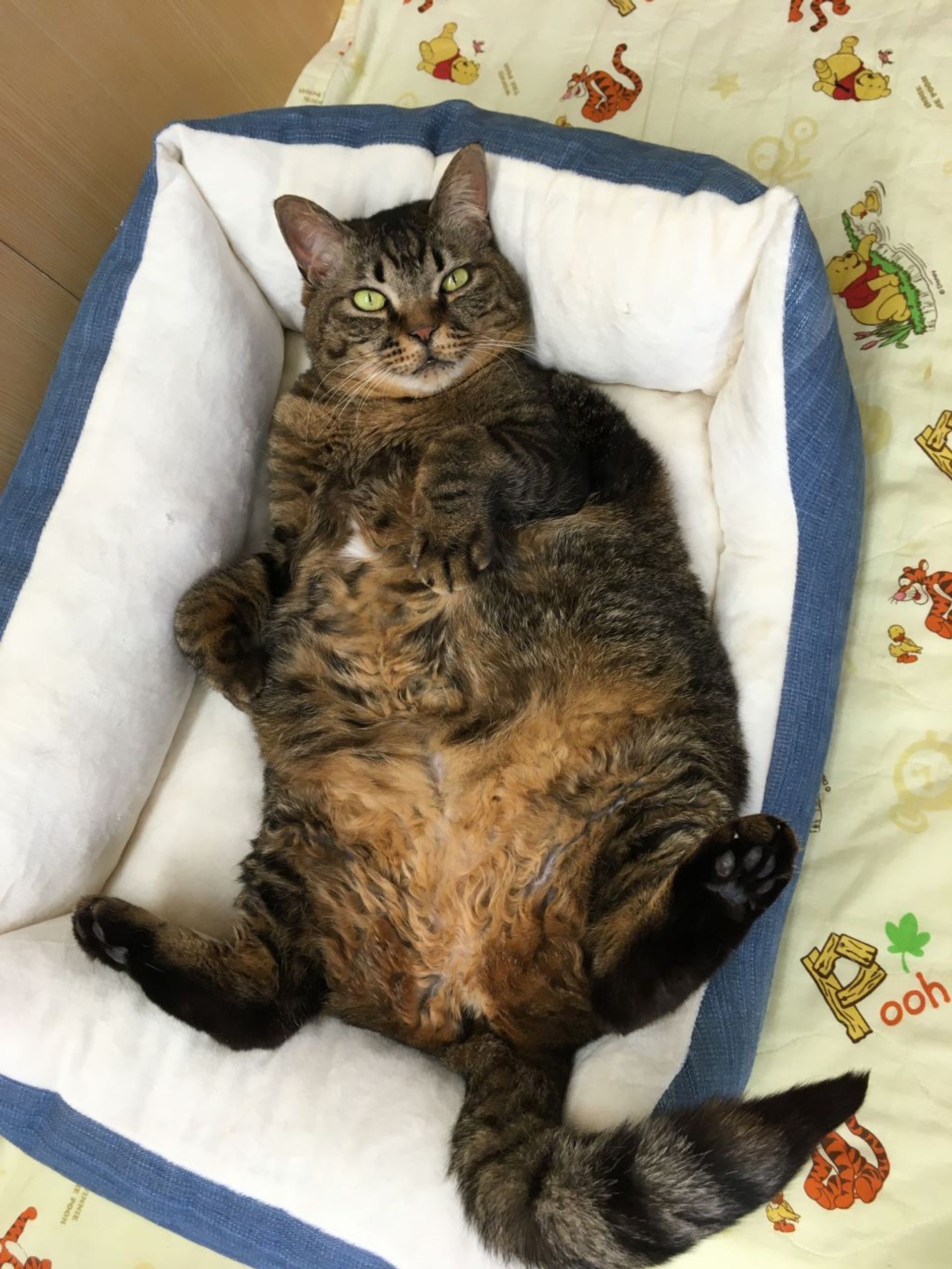 雑種（ミックス猫）・メスの里親募集の写真