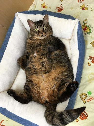 俵（たわら）の写真