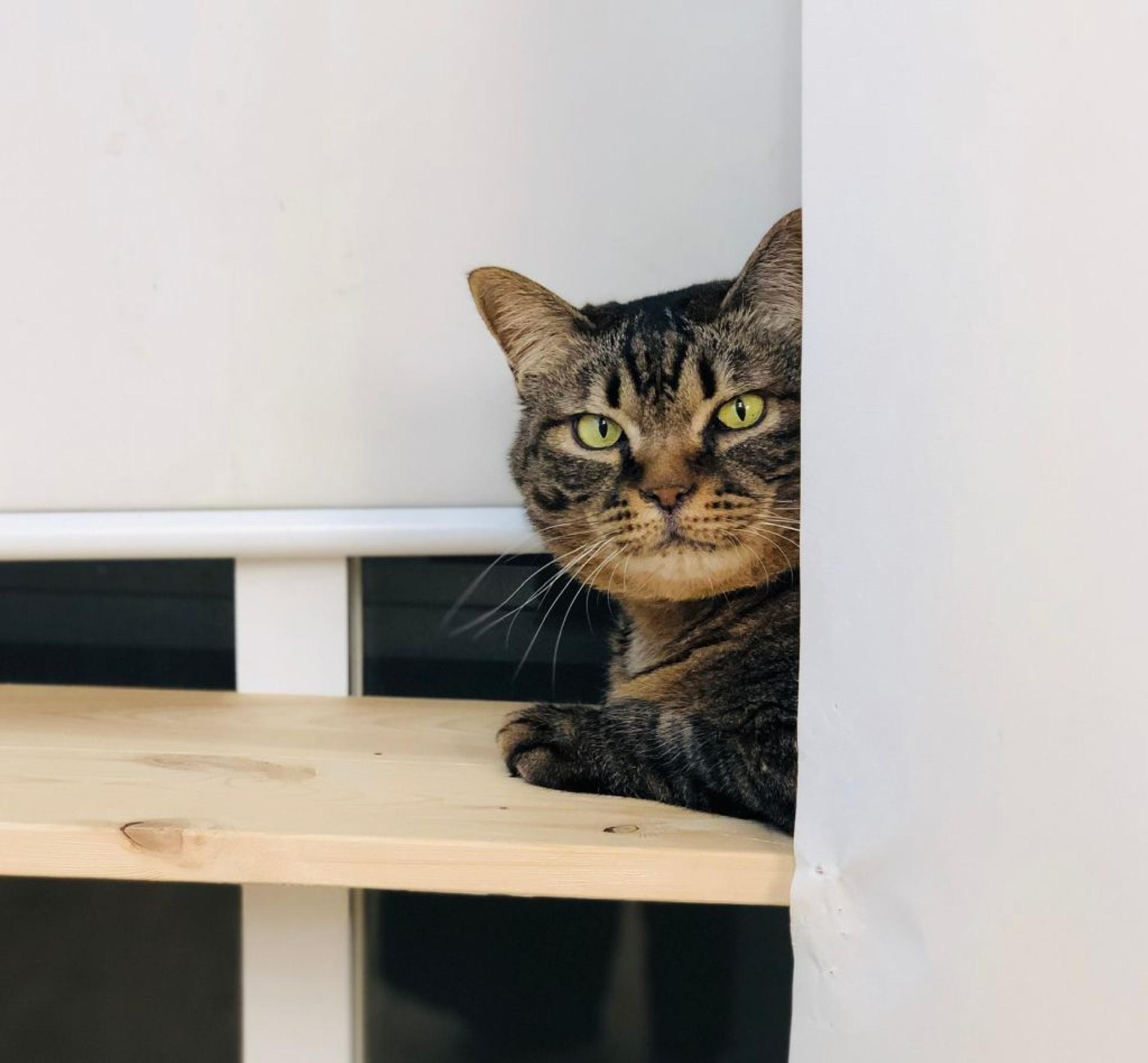 pet-image-4