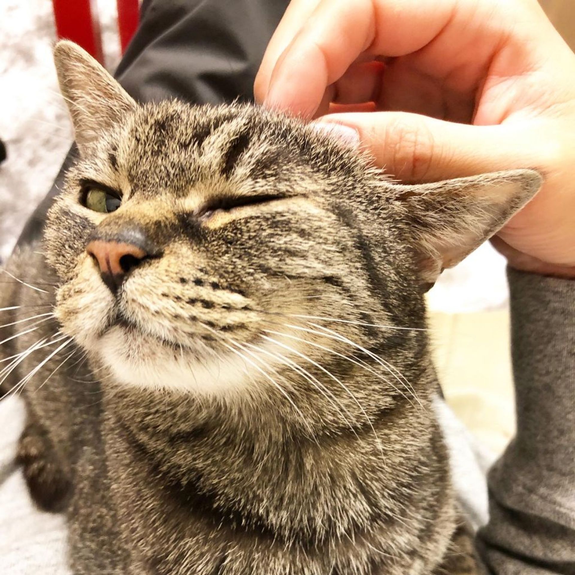雑種（ミックス猫）・メスの里親募集の写真