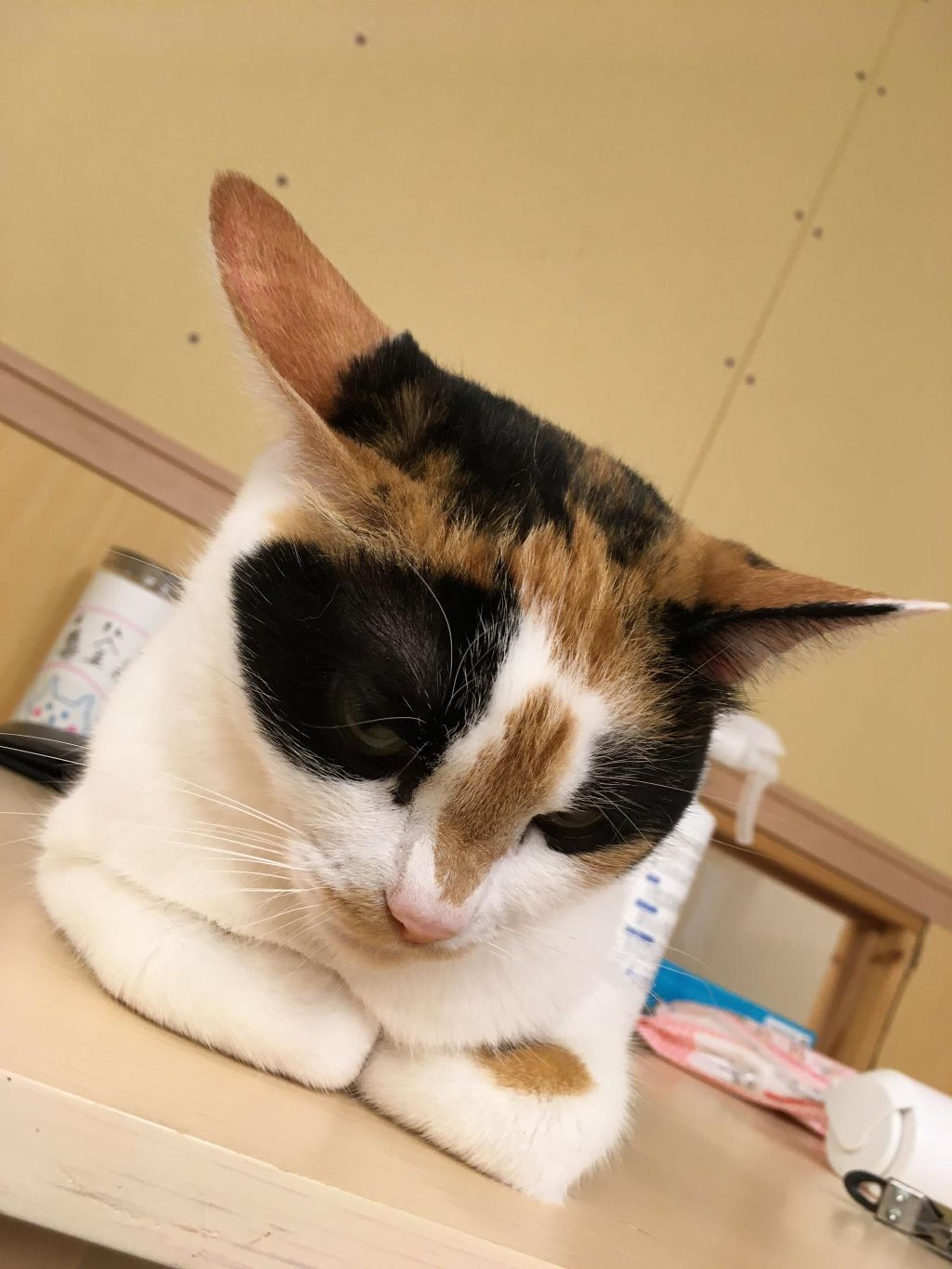 pet-image-4