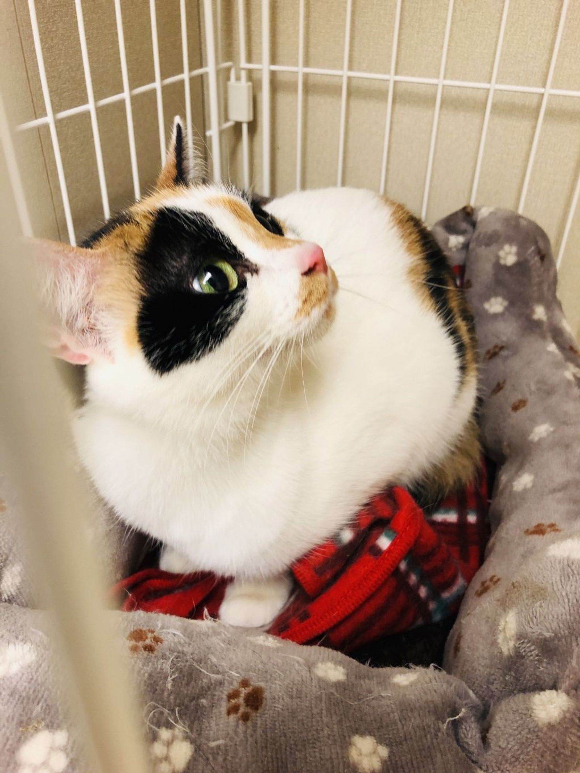 雑種（ミックス猫）・メスの里親募集の写真