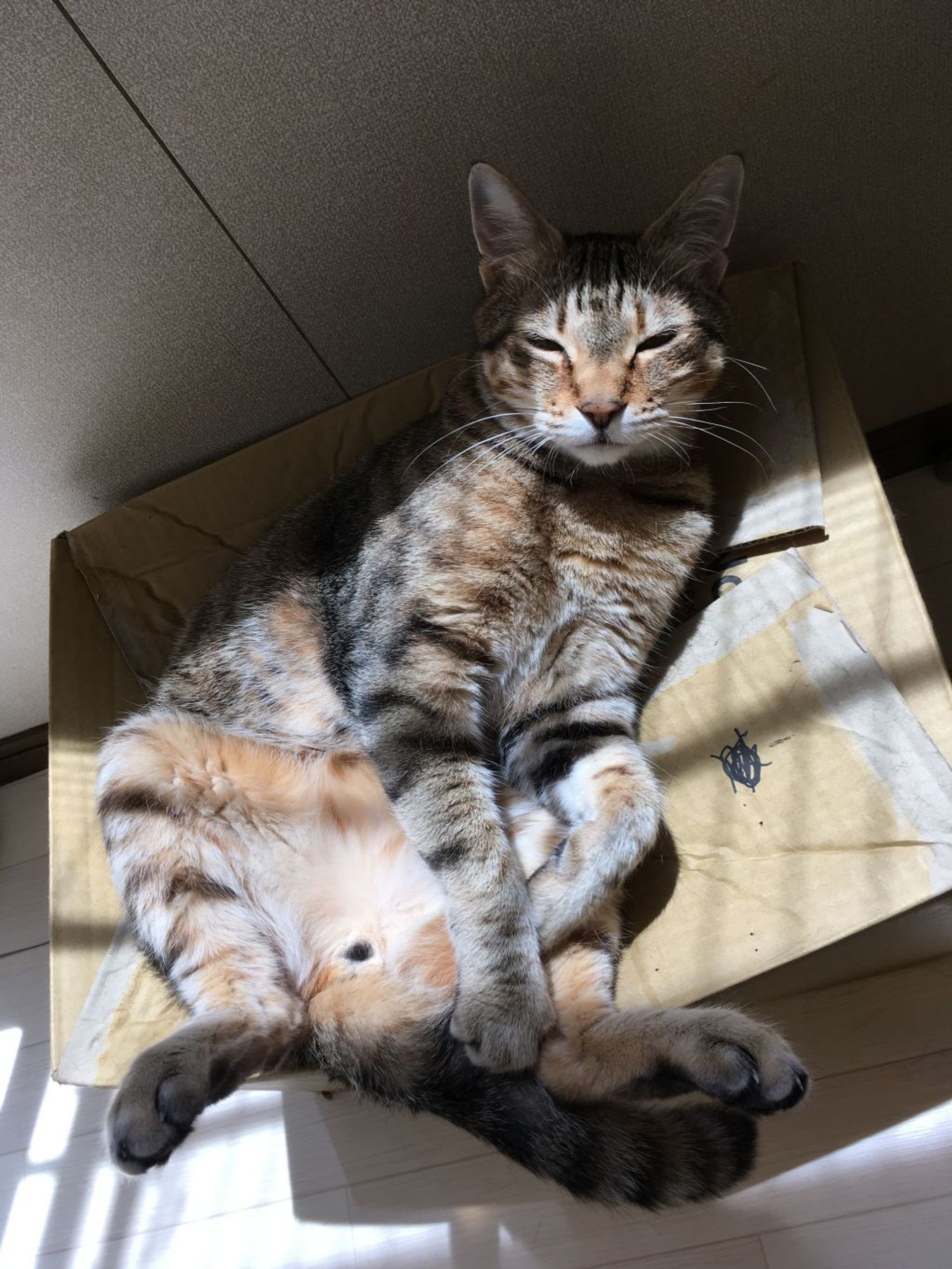雑種（ミックス猫）・オスの里親募集の写真