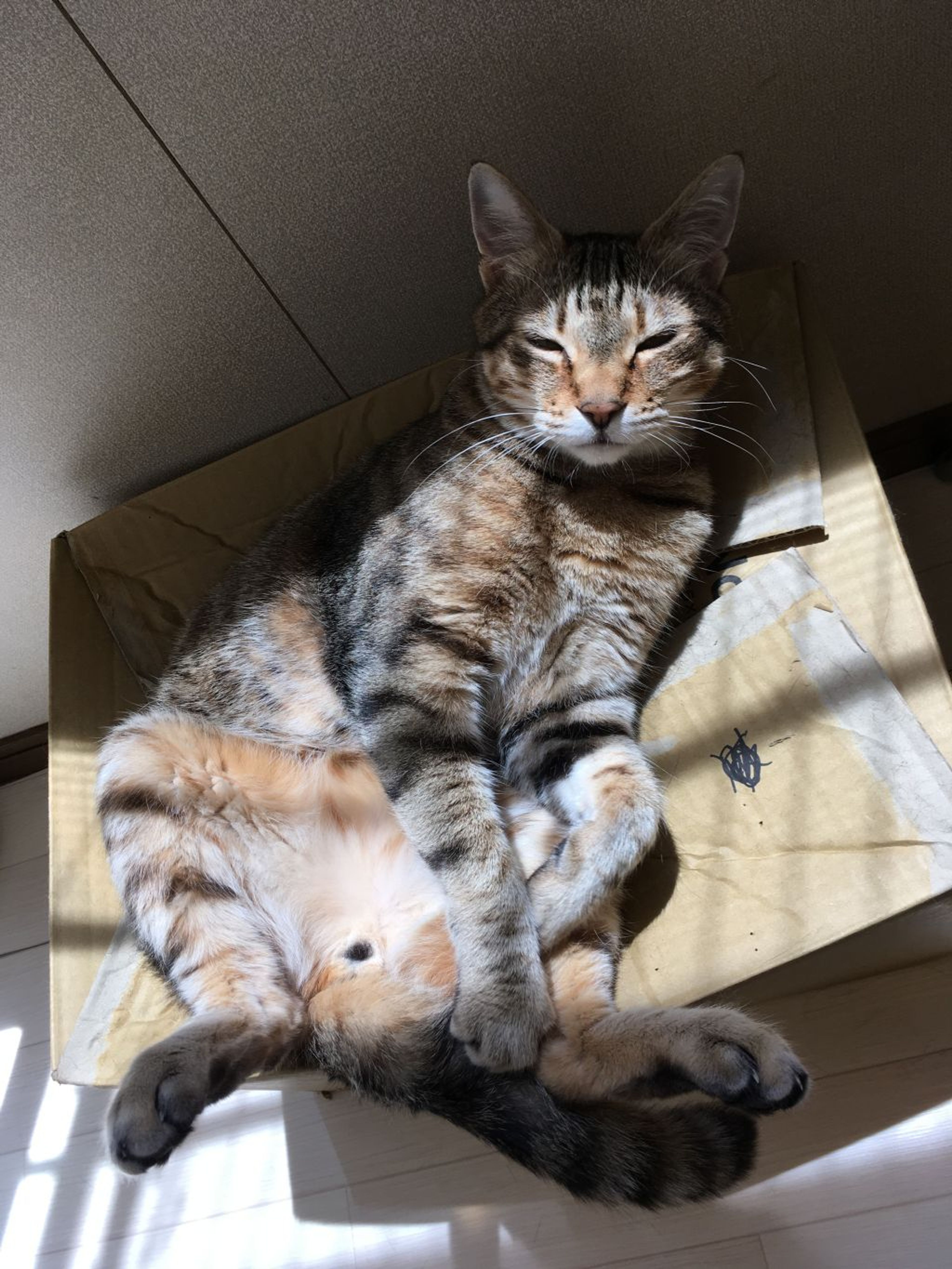 雑種（ミックス猫）・オスの里親募集の写真