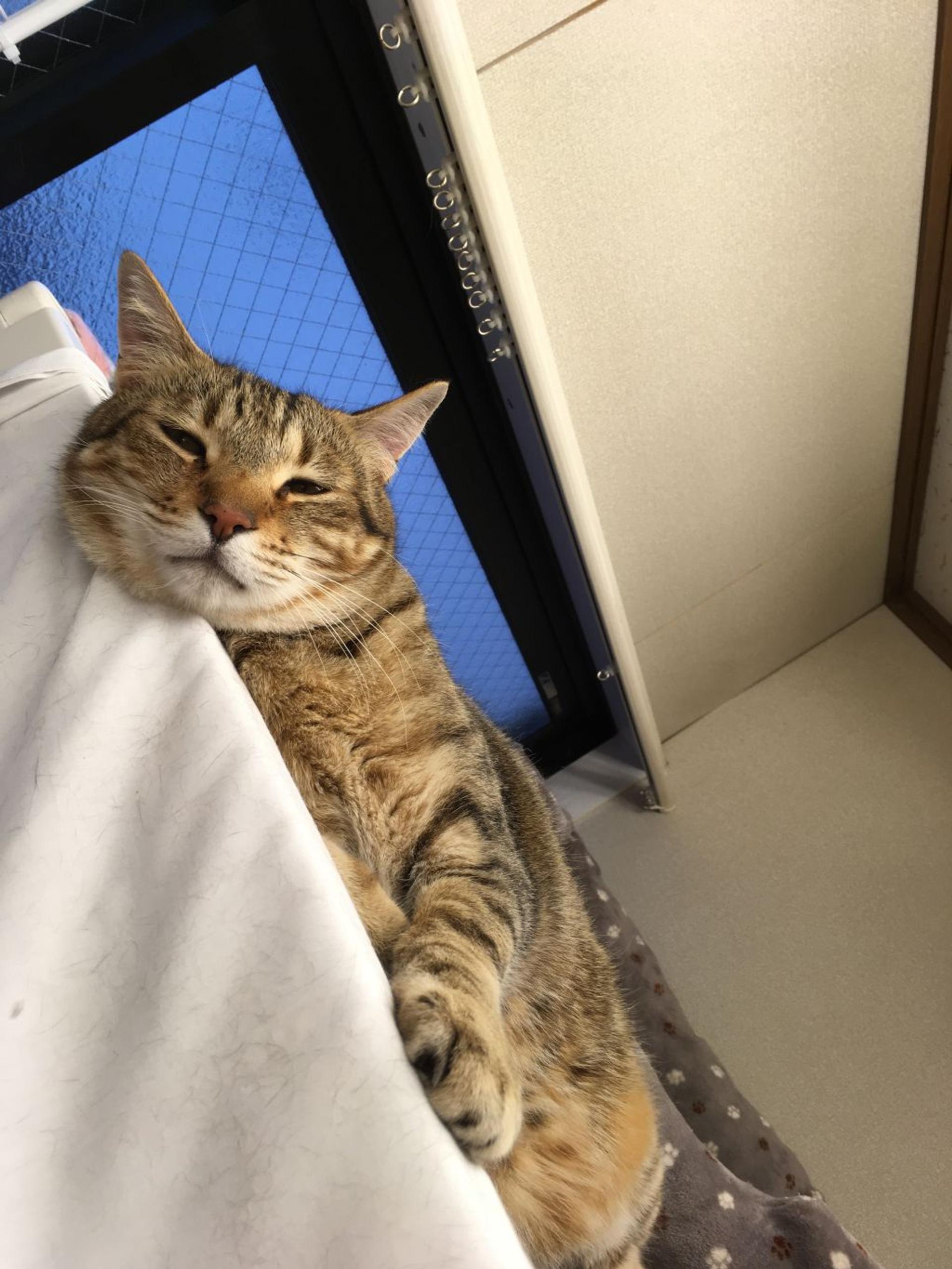 pet-image-2