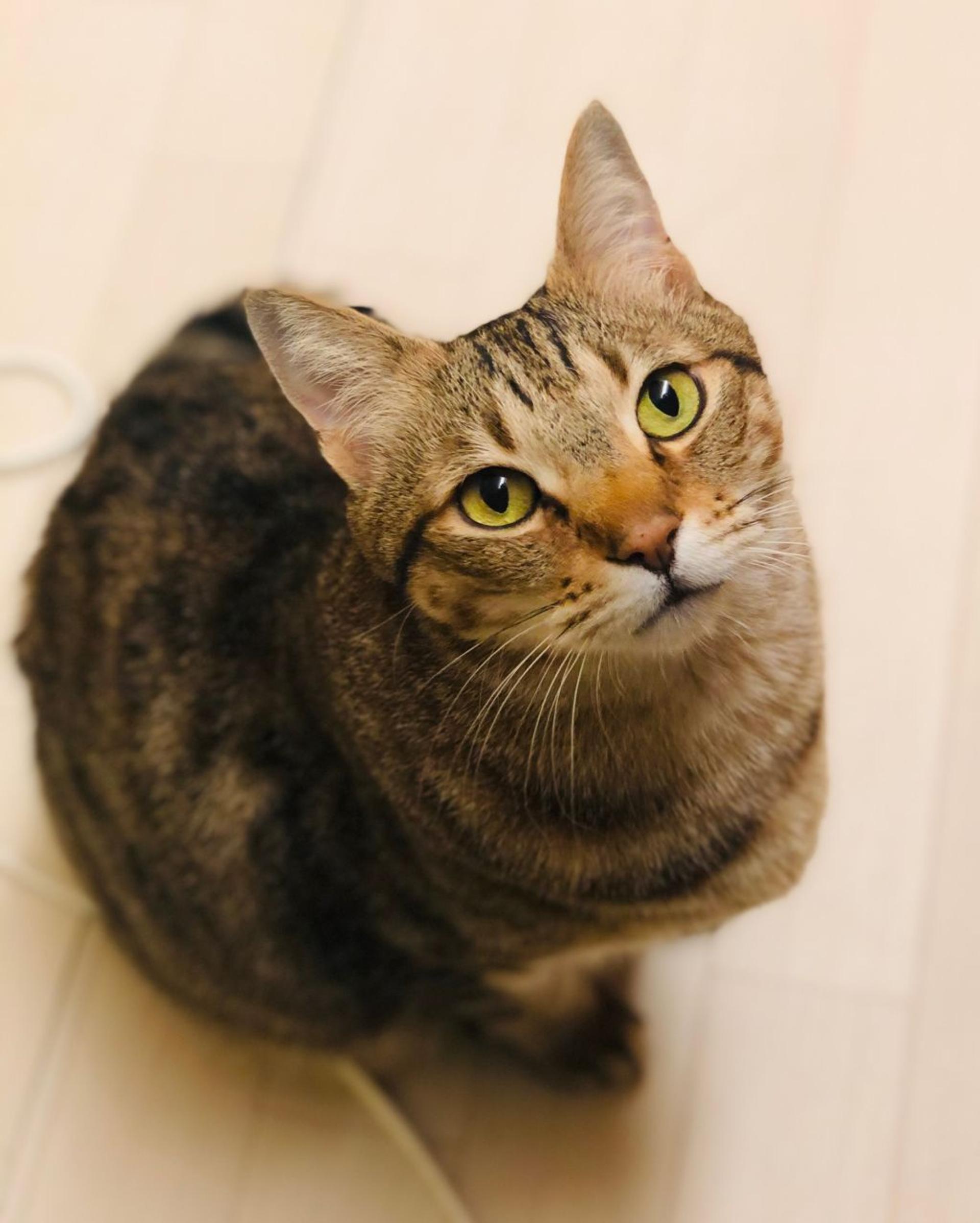 pet-image-4