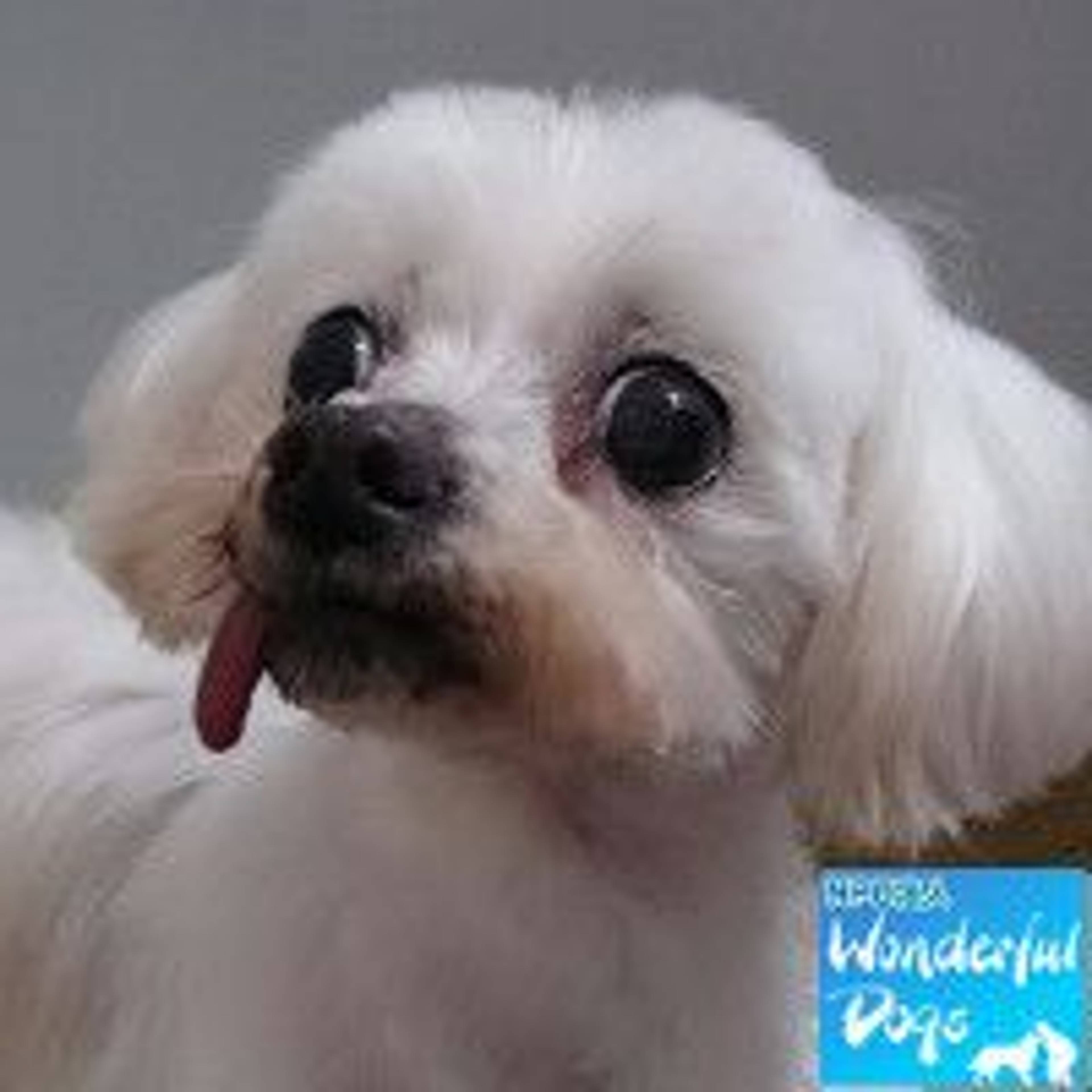 マルチーズ・メスの里親募集の写真