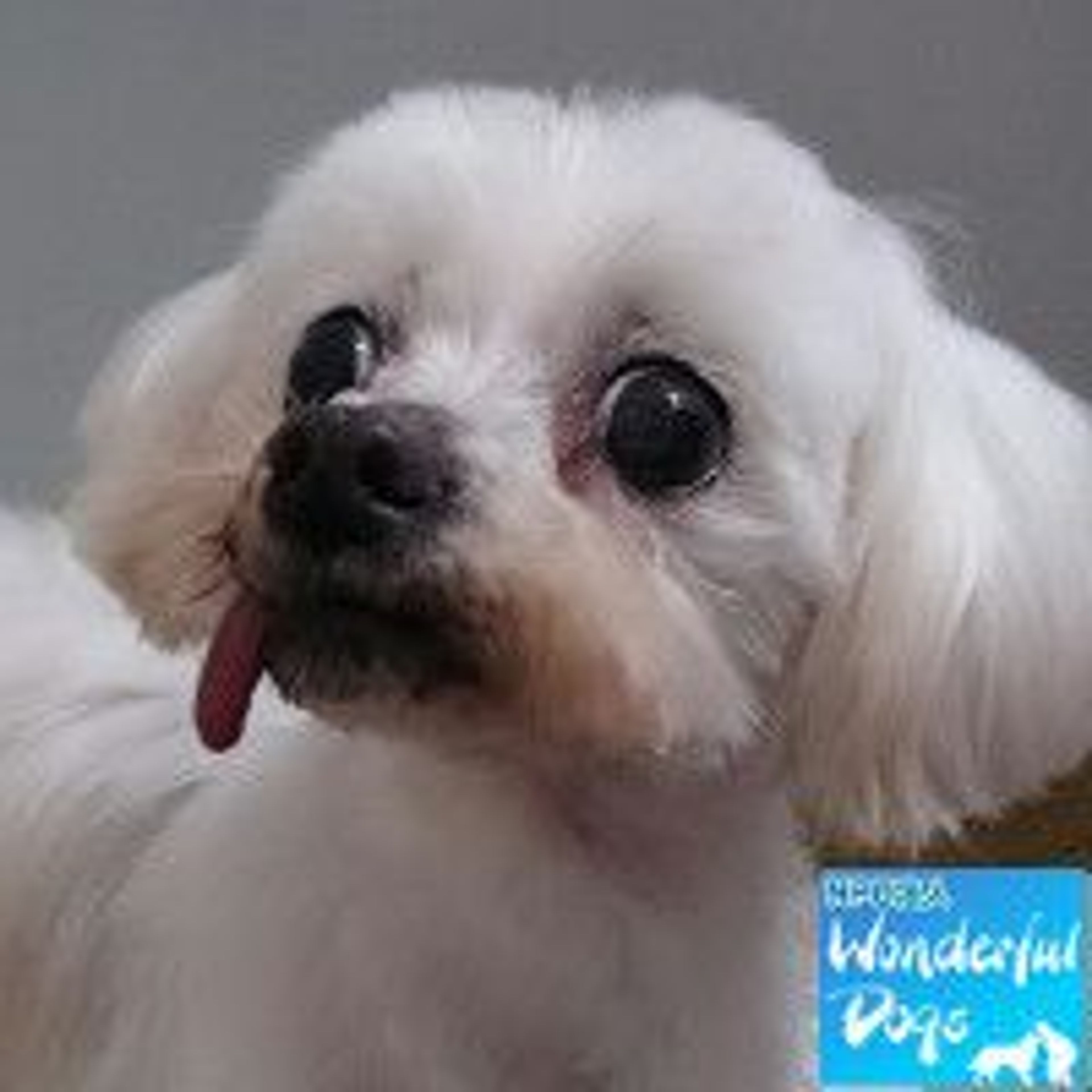 マルチーズ・メスの里親募集の写真