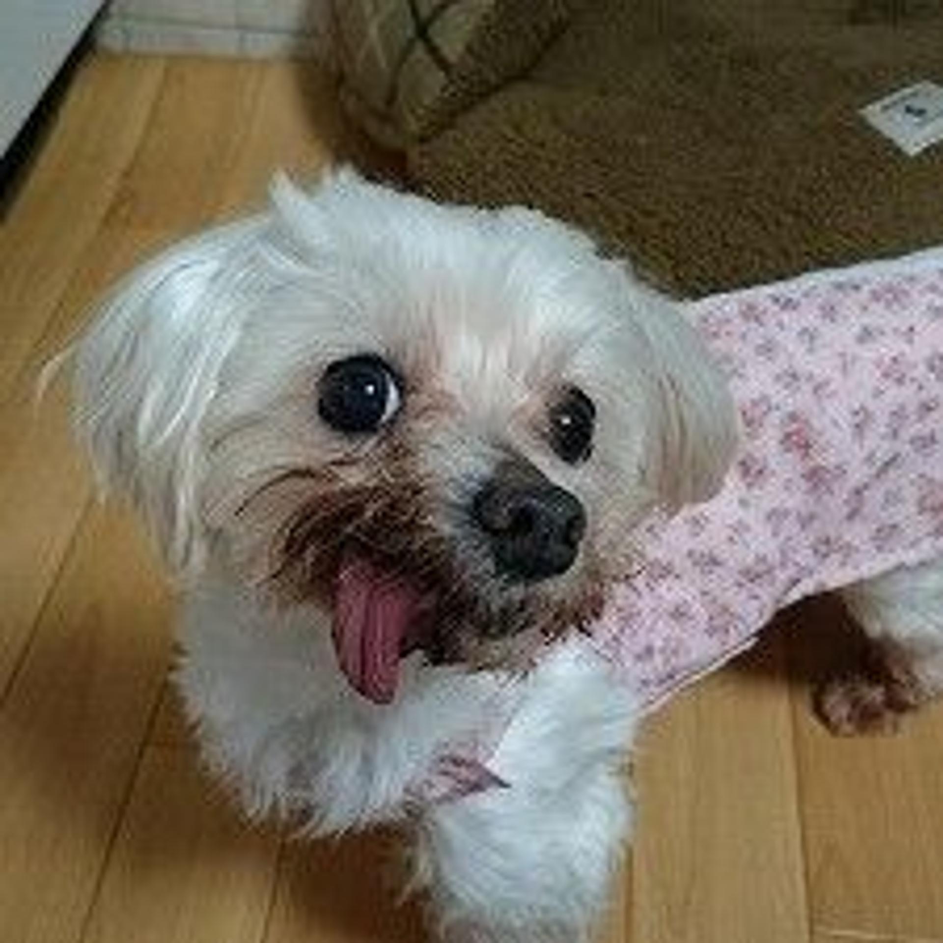 pet-image-3
