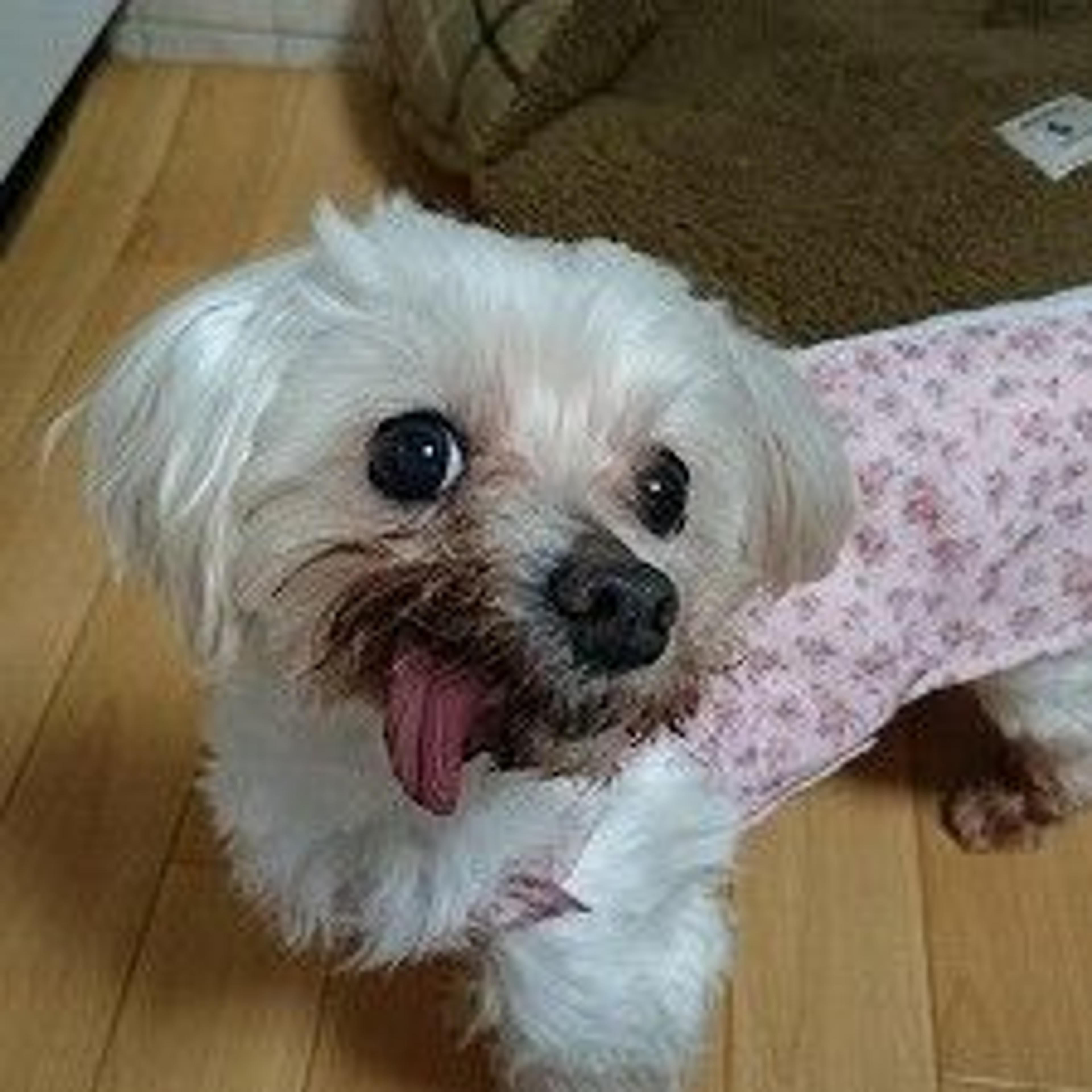 pet-image-3