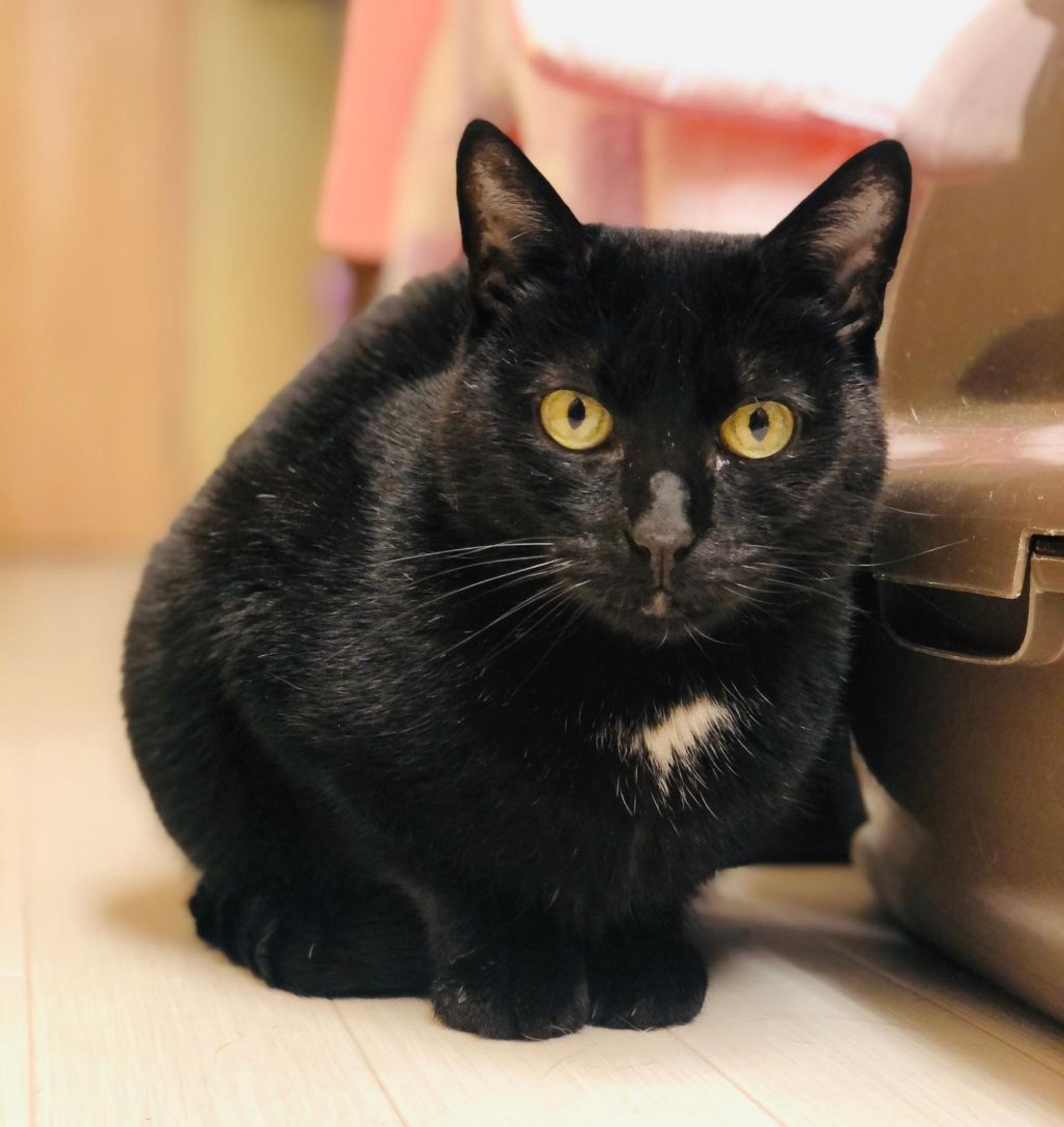 pet-image-2