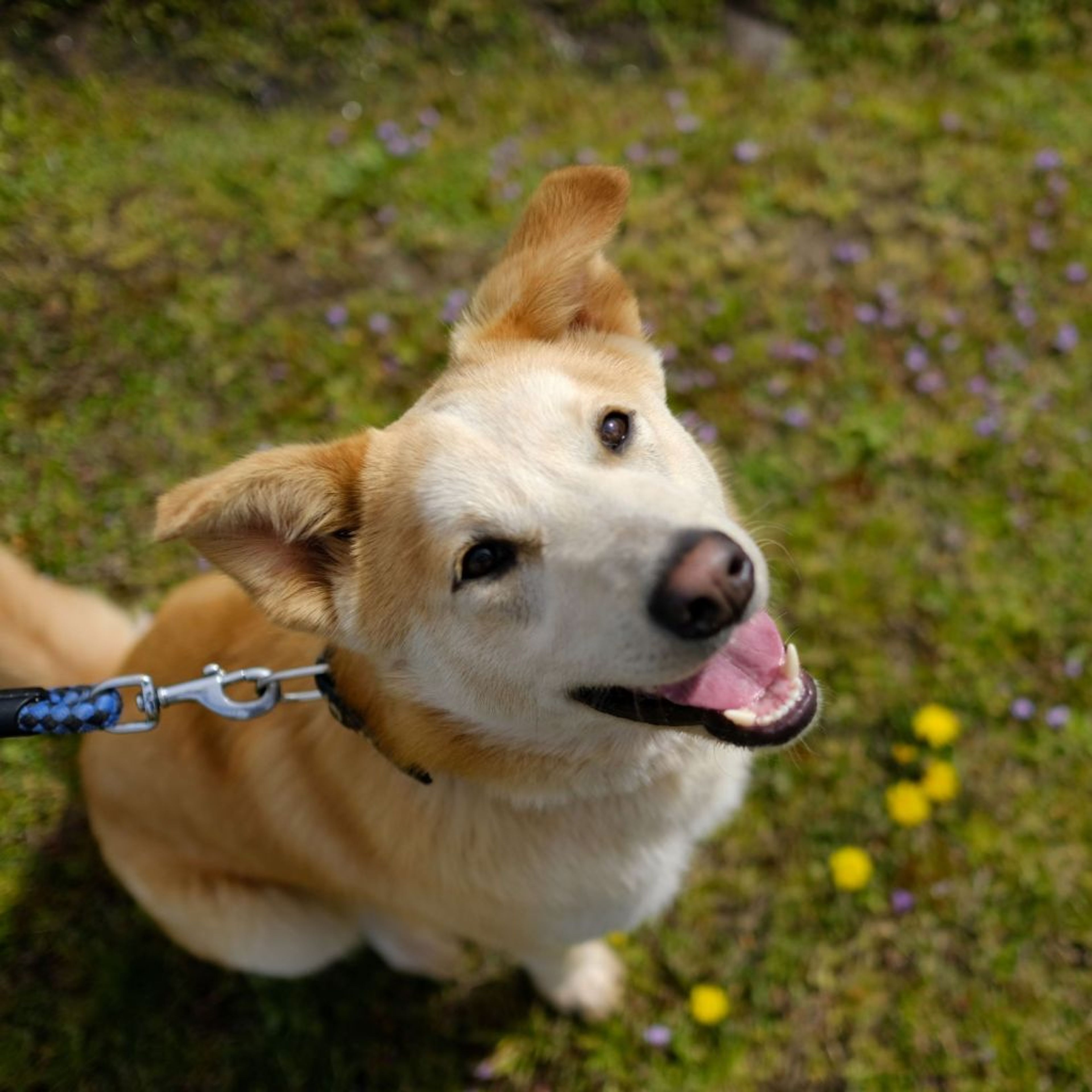 雑種（ミックス犬）・オスの里親募集の写真