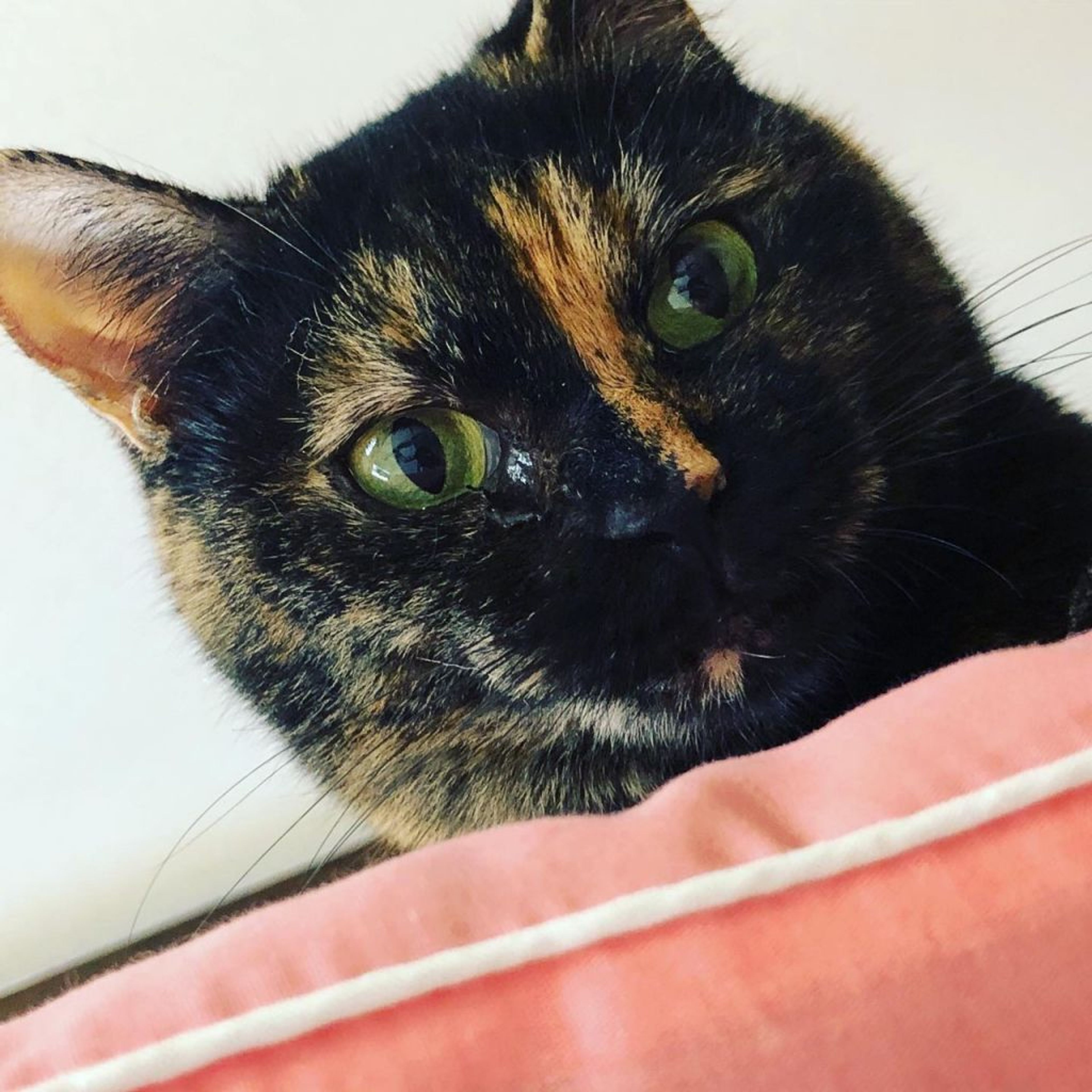 pet-image-6
