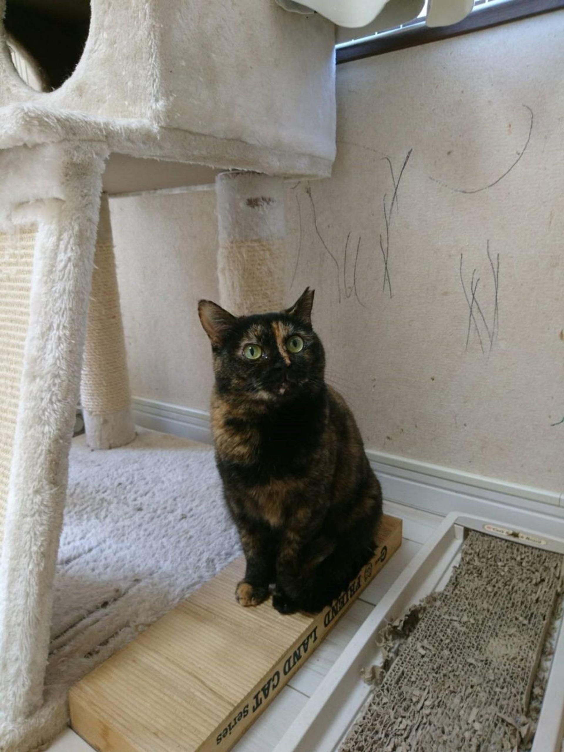pet-image-9