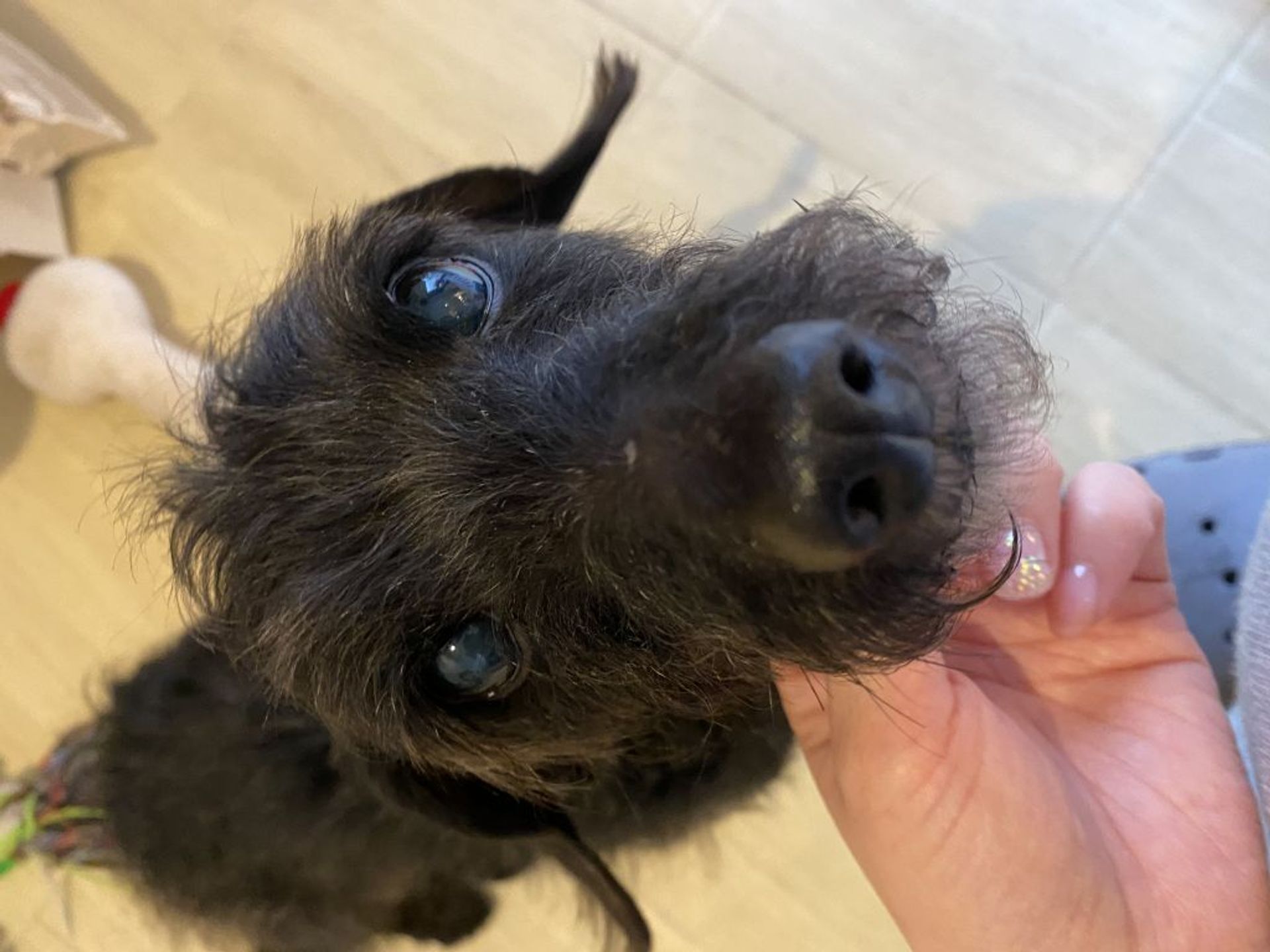 雑種（ミックス犬）・オスの里親募集の写真