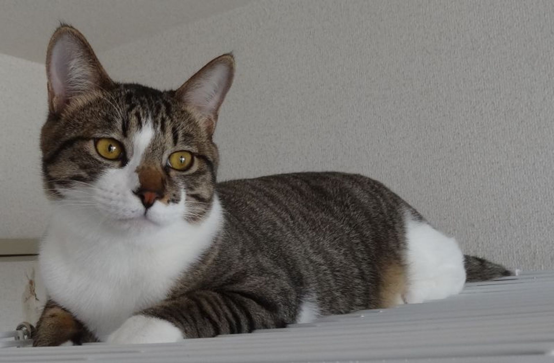 雑種（ミックス猫）・オスの里親募集の写真