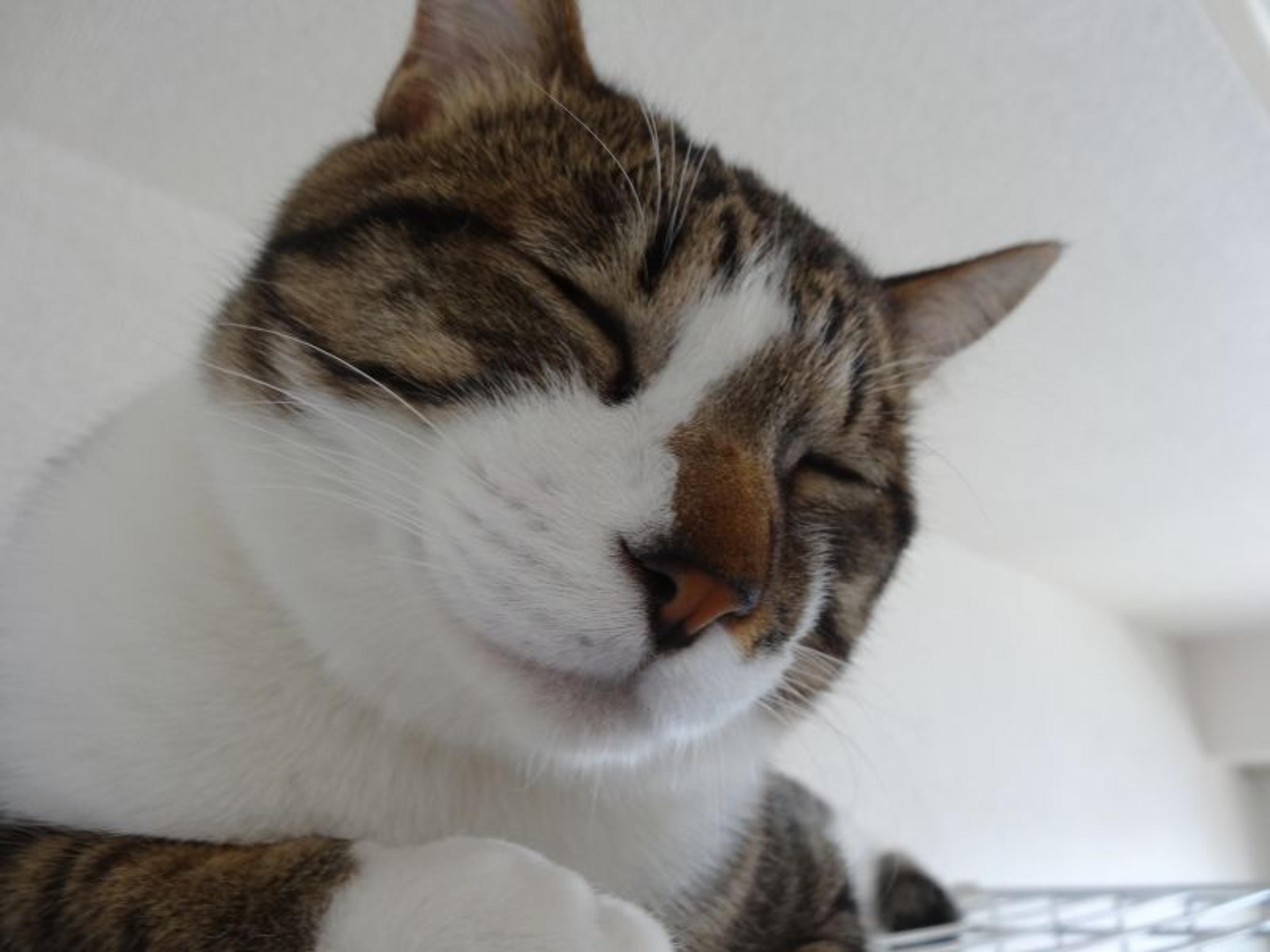 pet-image-2