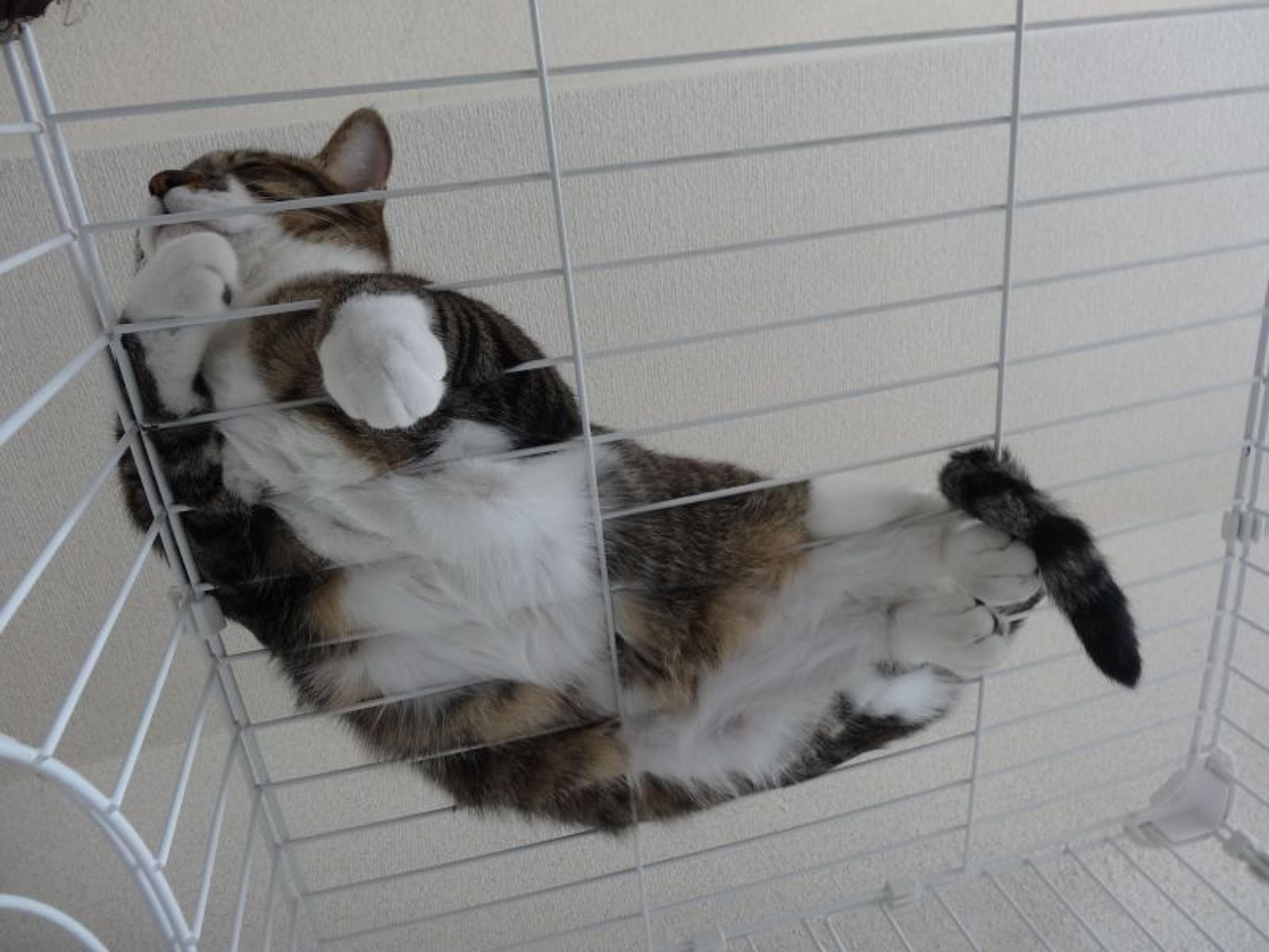 pet-image-3