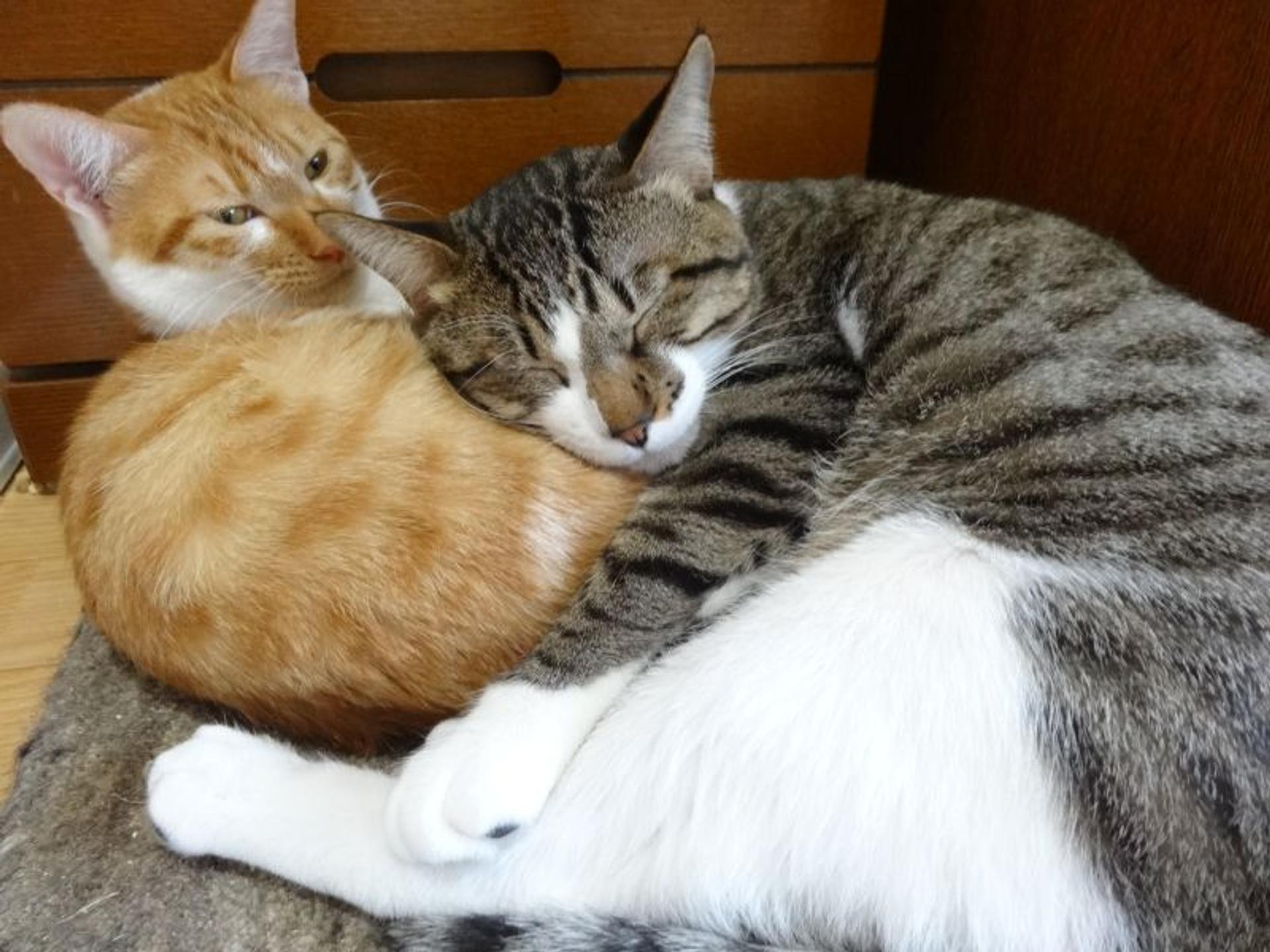 pet-image-4