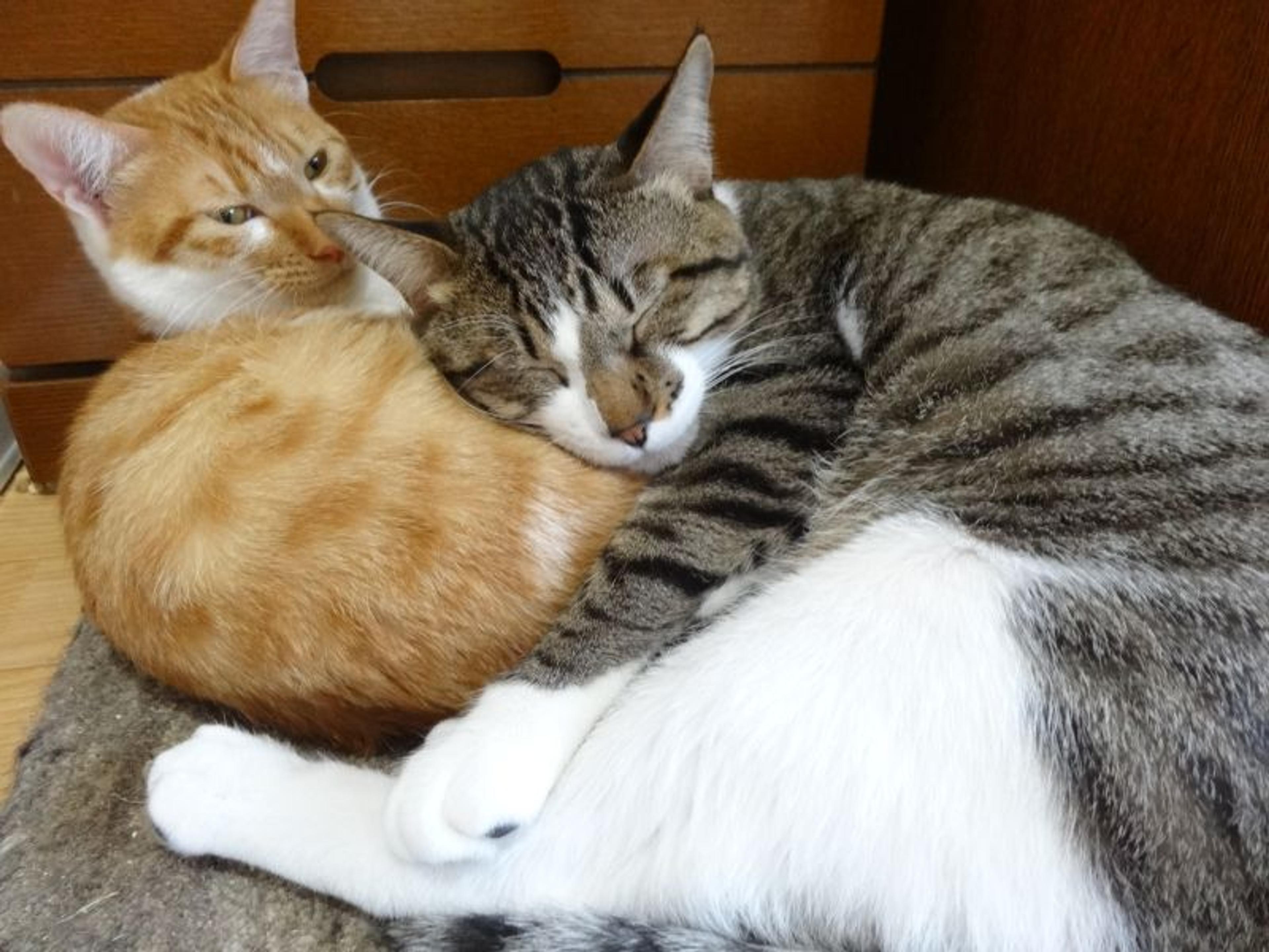 pet-image-4